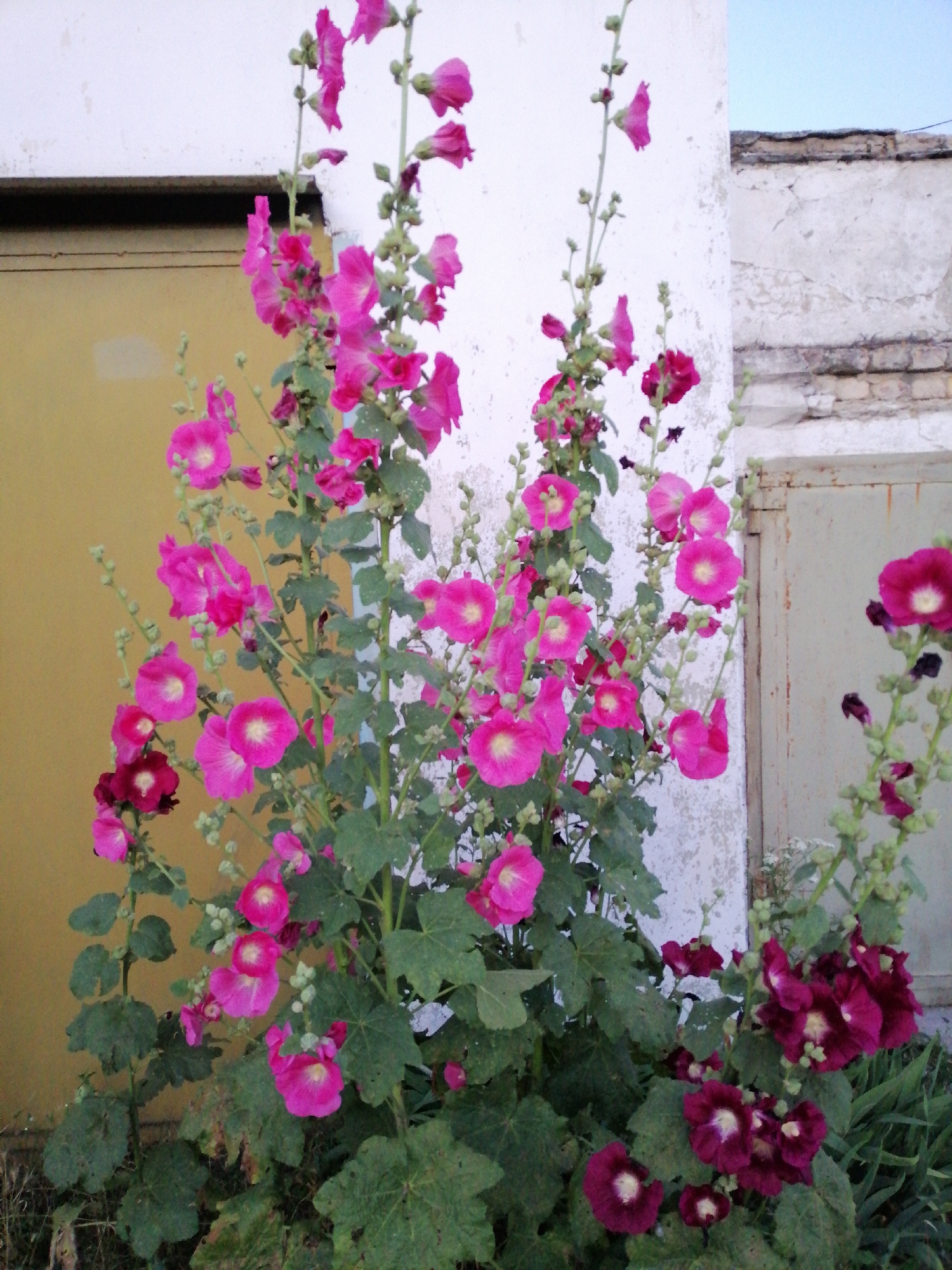 This is a medium shot, eye-level, outdoor photograph of hollyhocks in bloom, in Lanivtsi, Ukraine. The flowers are a mix of vibrant pink and dark magenta, with some lighter pinks and whites. They are growing tall on thick green stalks, with lush green leaves. The hollyhocks are positioned in front of a textured, off-white wall that appears to be the exterior of a building. To the left of the flowers, a portion of a yellow door or large panel is visible. To the right, a section of a weathered, pale green metal door or gate can be seen. The background includes parts of the building with visible brickwork and the edge of a blue sky. The lighting is even, suggesting an overcast day or late afternoon. There are no people or animals in the frame.