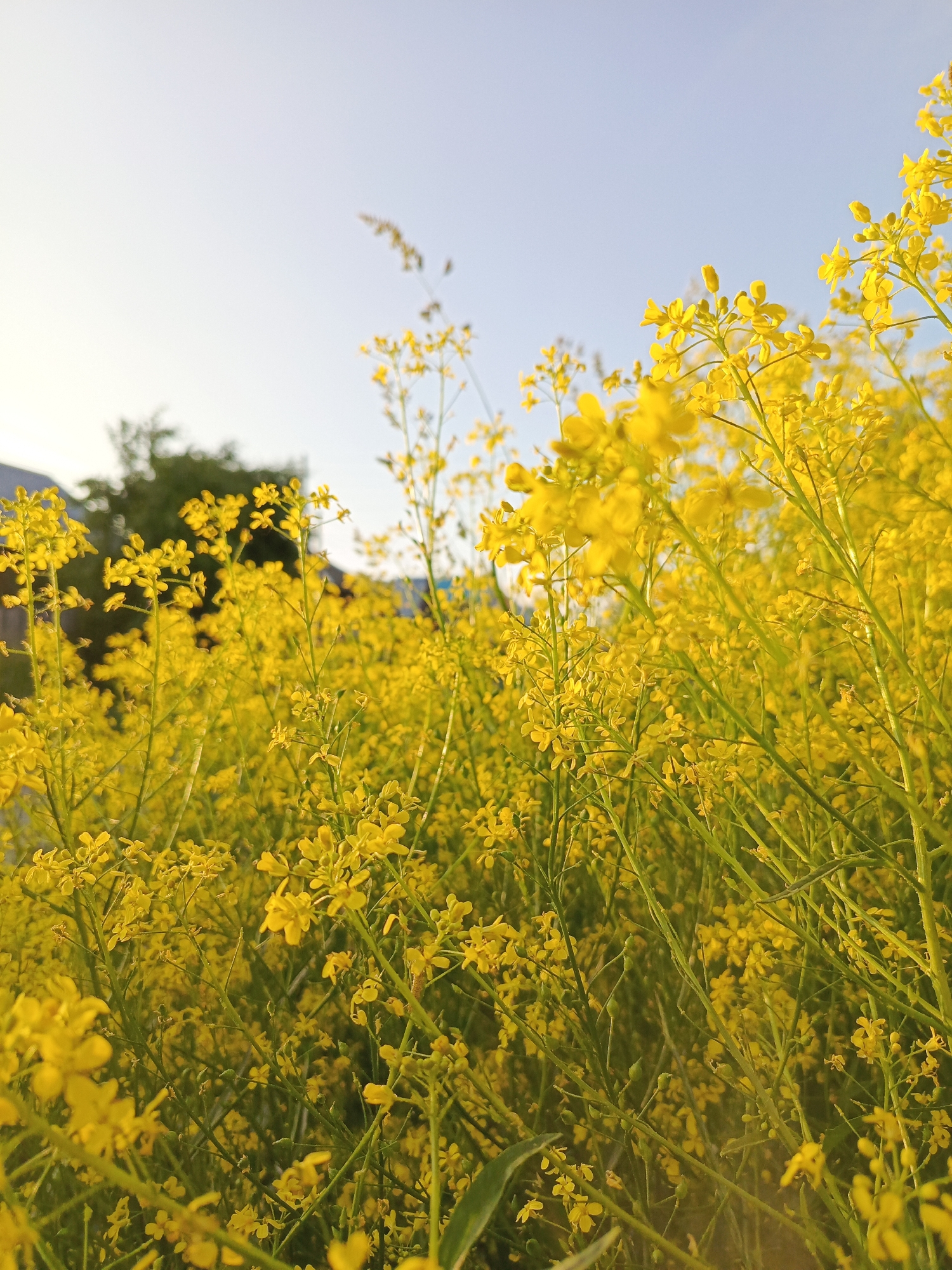 The image shows a close-up view of a field of yellow flowers, likely mustard or rapeseed, in Chaikovsky, Russia. The flowers are densely packed, with many stems and small yellow blossoms visible. The background is blurred, but hints of green trees and structures suggest an outdoor setting, possibly on the outskirts of a residential area. The sky is a clear, pale blue. The lighting suggests it is either early morning or late afternoon, with the sun casting a warm glow on the flowers. There are no people or animals visible in the frame. The perspective is low, looking up through the flowers towards the sky.