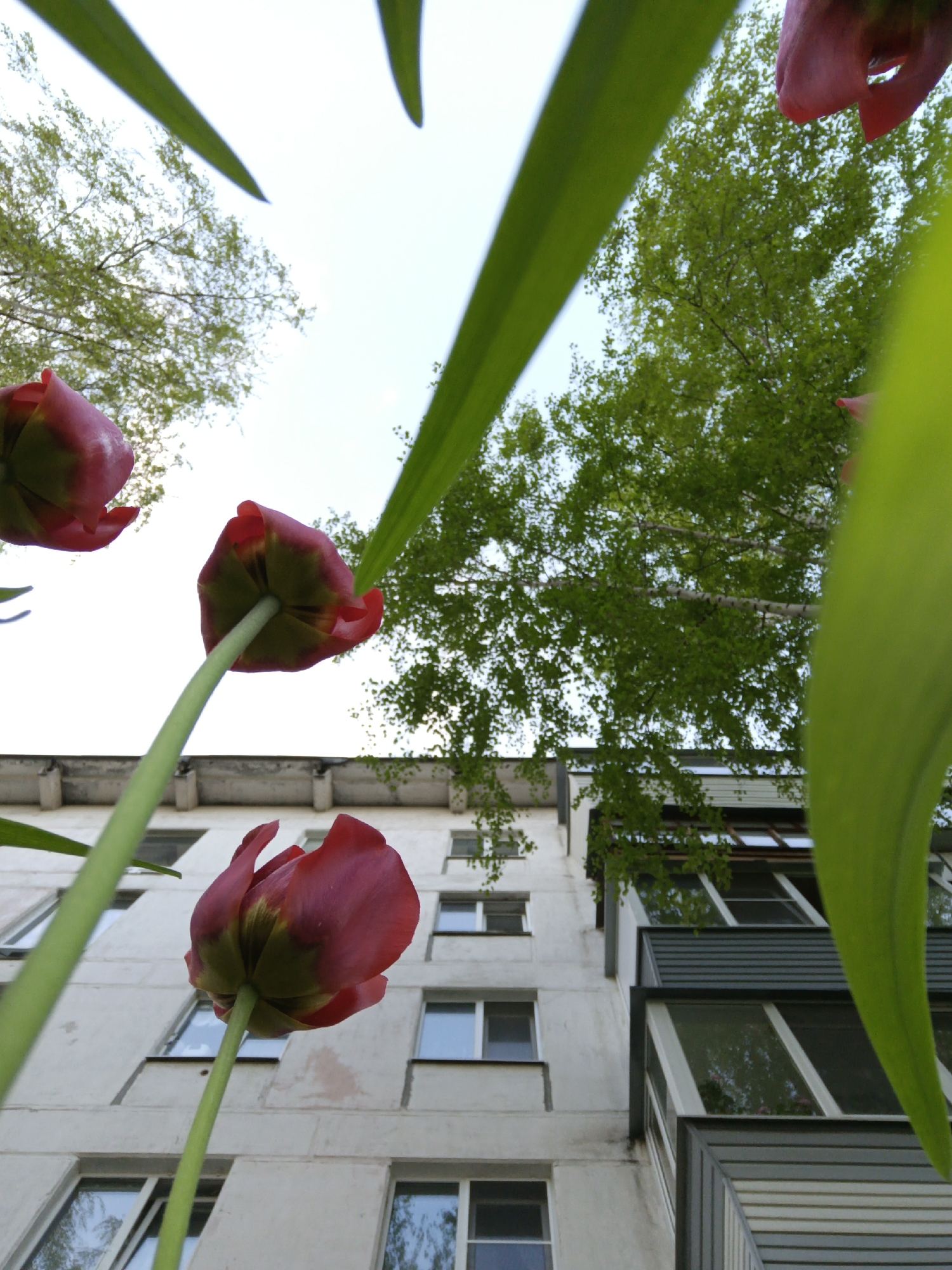 The image shows a low-angle shot of red tulips with green stems and leaves against a background of a multi-story residential building and trees. The building is likely located in a residential area of Chaikovsky, Russia. The facade of the building is a light color with multiple windows. Some of the windows reflect the sky. The trees are in the background, partially obscuring the building. The sky is visible in the upper portion of the image.