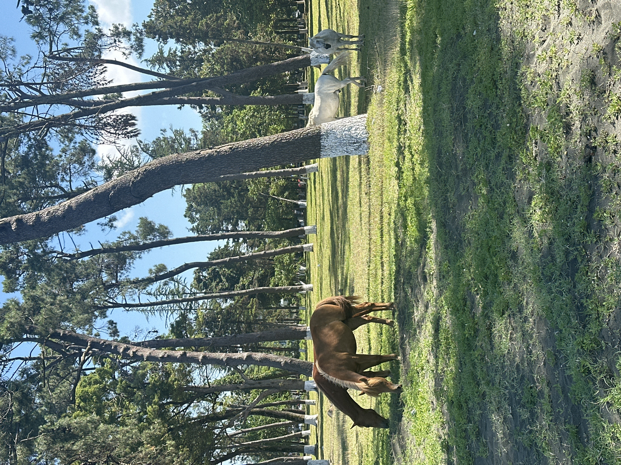 The image depicts a pastoral scene in Ureki, Georgia, featuring several horses grazing in a sun-dappled grassy area bordered by a dense stand of tall pine trees. Two brown horses are in the foreground, with one positioned slightly behind the other and both with their heads lowered to the ground, actively grazing. In the middle ground, to the right, are two white horses. One is partially obscured by a tree trunk, while the other stands facing away from the camera. The trees are a prominent feature of the landscape, with several of them having their lower trunks painted white. The ground is covered in a mix of green grass and darker soil, with dappled sunlight casting shadows from the trees. The sky is visible in the background, appearing clear and blue with some scattered clouds. The overall impression is one of tranquility and natural beauty.