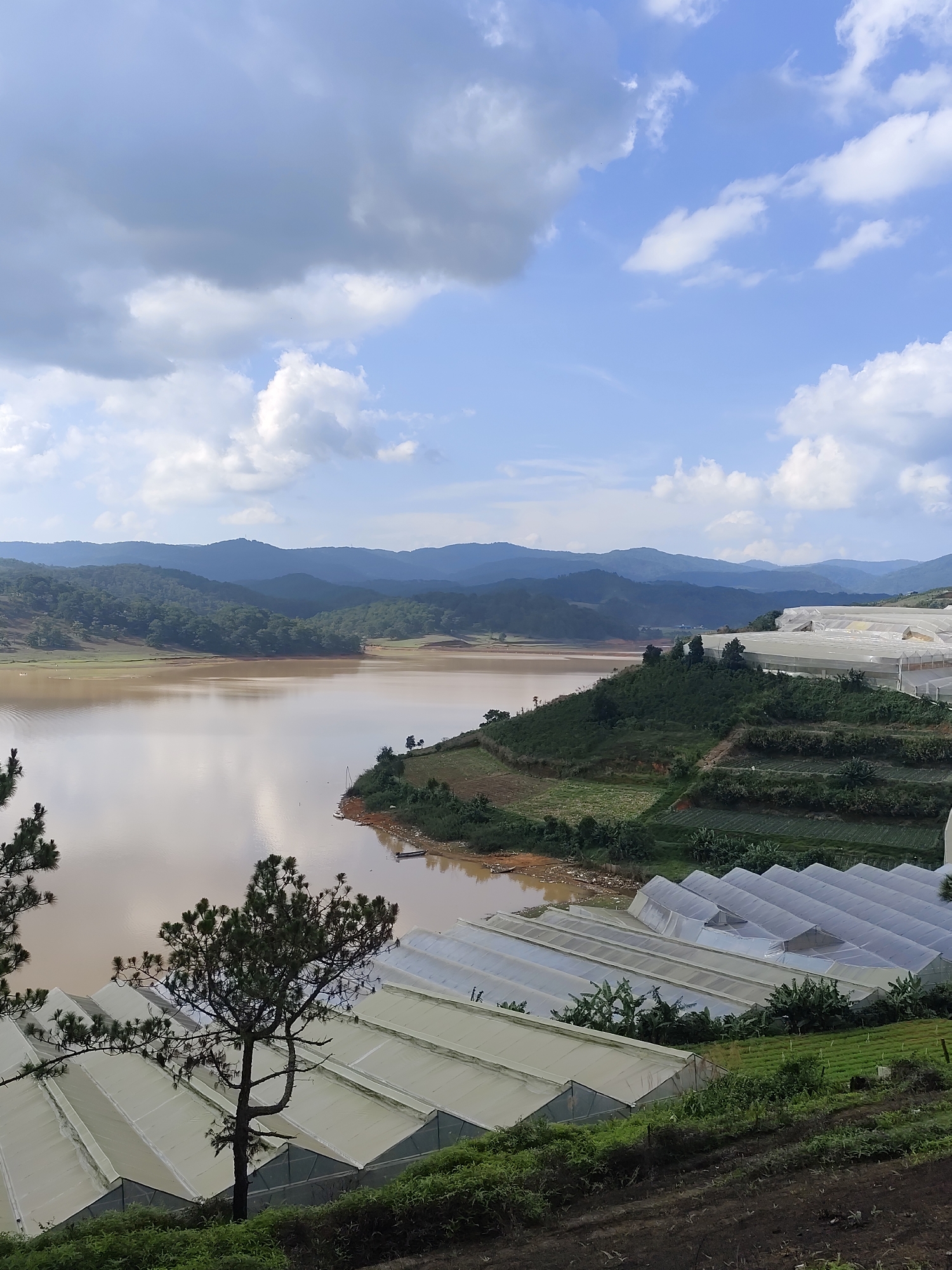 This wide-angle landscape photograph presents a panoramic view of a large body of water, likely a reservoir or lake, with a distinctive muddy brown hue, set against a backdrop of rolling mountains in Lạc Dương, Vietnam. The distant mountains are covered in lush green foliage, extending across the horizon beneath a dynamic sky. The sky above is a mix of bright blue patches and voluminous white and grey clouds, suggesting daytime conditions, possibly late morning or early afternoon.
On the hillsides flanking the water, extensive agricultural development is a prominent feature. Numerous large, white, multi-peaked greenhouses are systematically arranged in rows, cascading down the terraced slopes towards the water's edge. These structures indicate a significant scale of controlled environment agriculture. Adjacent to and below the greenhouses, smaller plots of cultivated land with visible crop rows are also present. In the immediate foreground, parts of dark green pine trees frame the lower left and center, partially obscuring some of the structures and the water. Small, indistinct boats can be spotted near the shoreline in the mid-ground, but no direct human activity is visible. The scene captures a blend of natural mountainous terrain with intensive agricultural practices.