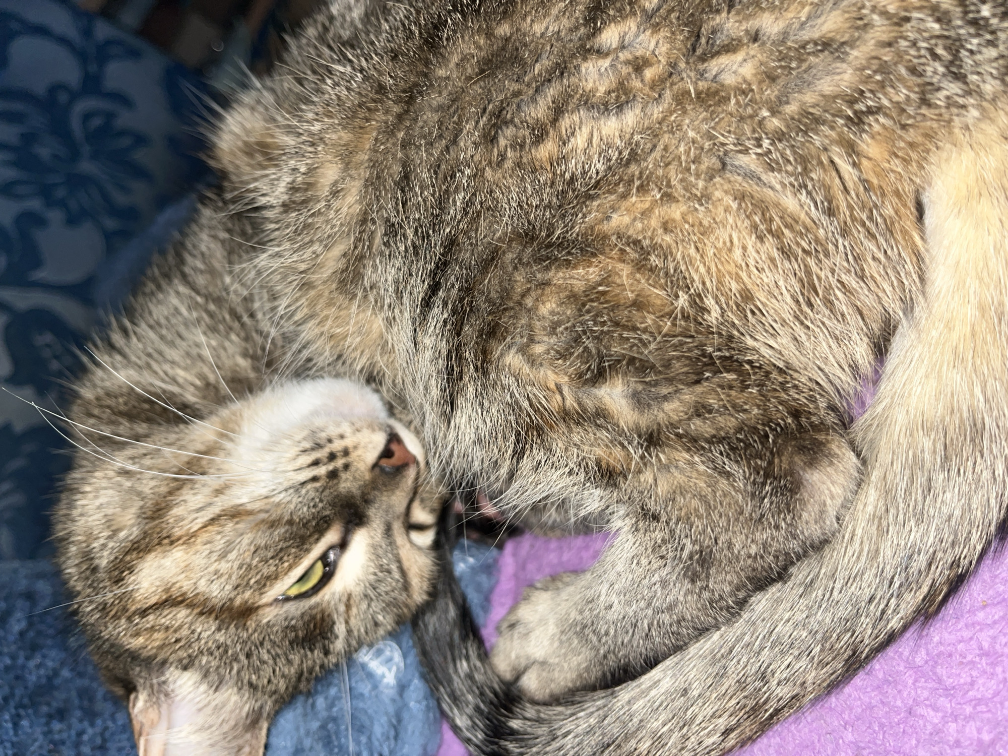 A tabby cat is lying on its back on a blue and purple patterned blanket. The cat's head is tilted, its right eye is partially open and green. The tail is curled around the cat's body. The location in the city of Chaikovsky, Russia is unknown.