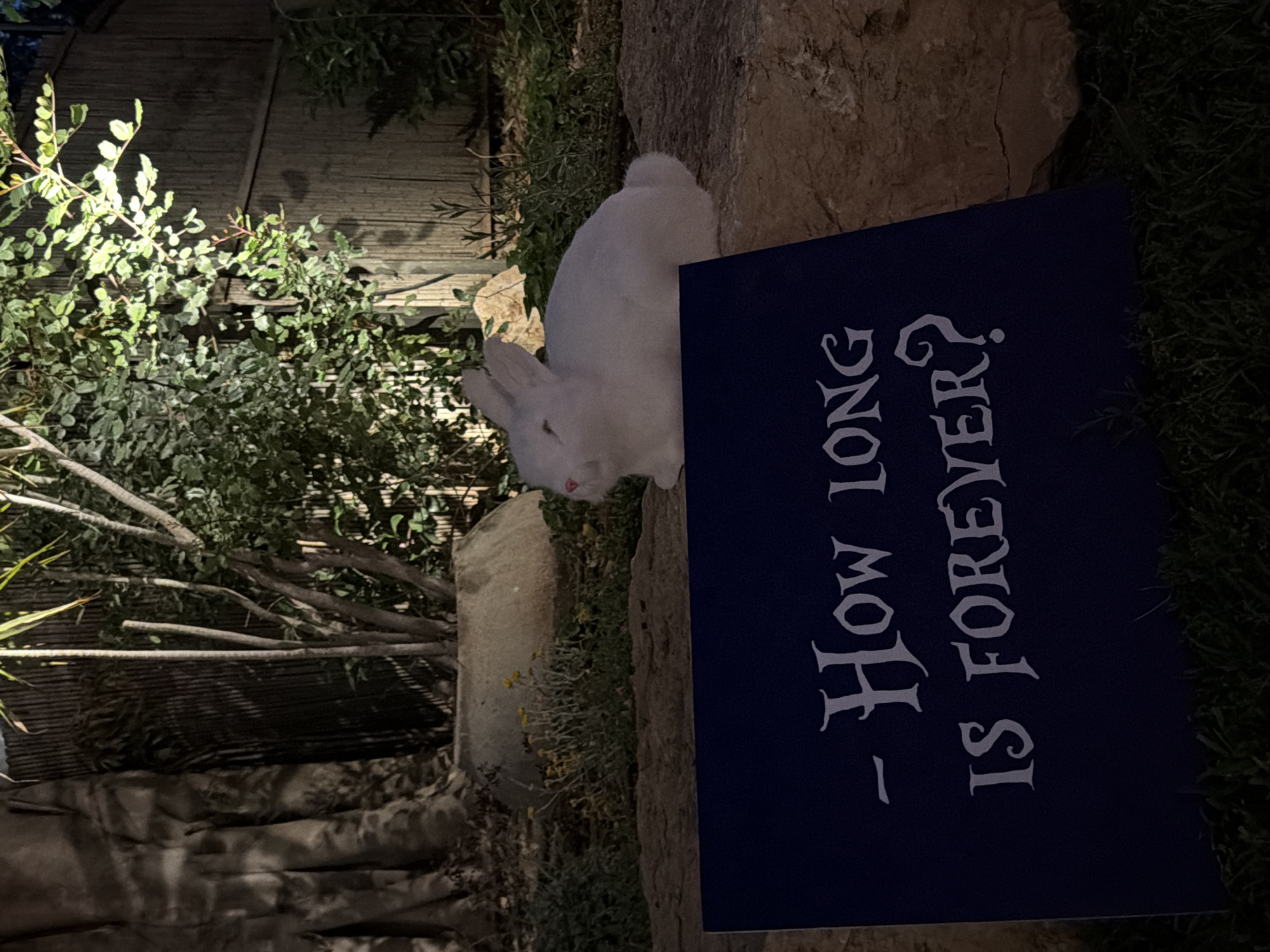 The image captures a white rabbit resting outdoors at night in what appears to be a garden or natural setting. The rabbit, with its fluffy white fur and a hint of pink on its nose, is positioned to the left of a dark blue sign. The sign features white, stylized text that reads: "- How Long IS FOREVER?".
The background consists of various green foliage, bushes, and some dry branches, with large rocks interspersed throughout the scene. A wooden fence or structure is partially visible behind the greenery. The lighting suggests it is nighttime, with artificial light illuminating parts of the vegetation and creating shadows. The ground beneath the rabbit and sign appears to be a mix of grass and dirt. The scene evokes a tranquil, contemplative mood. This setting is located in Nir Eliyahu, Israel.