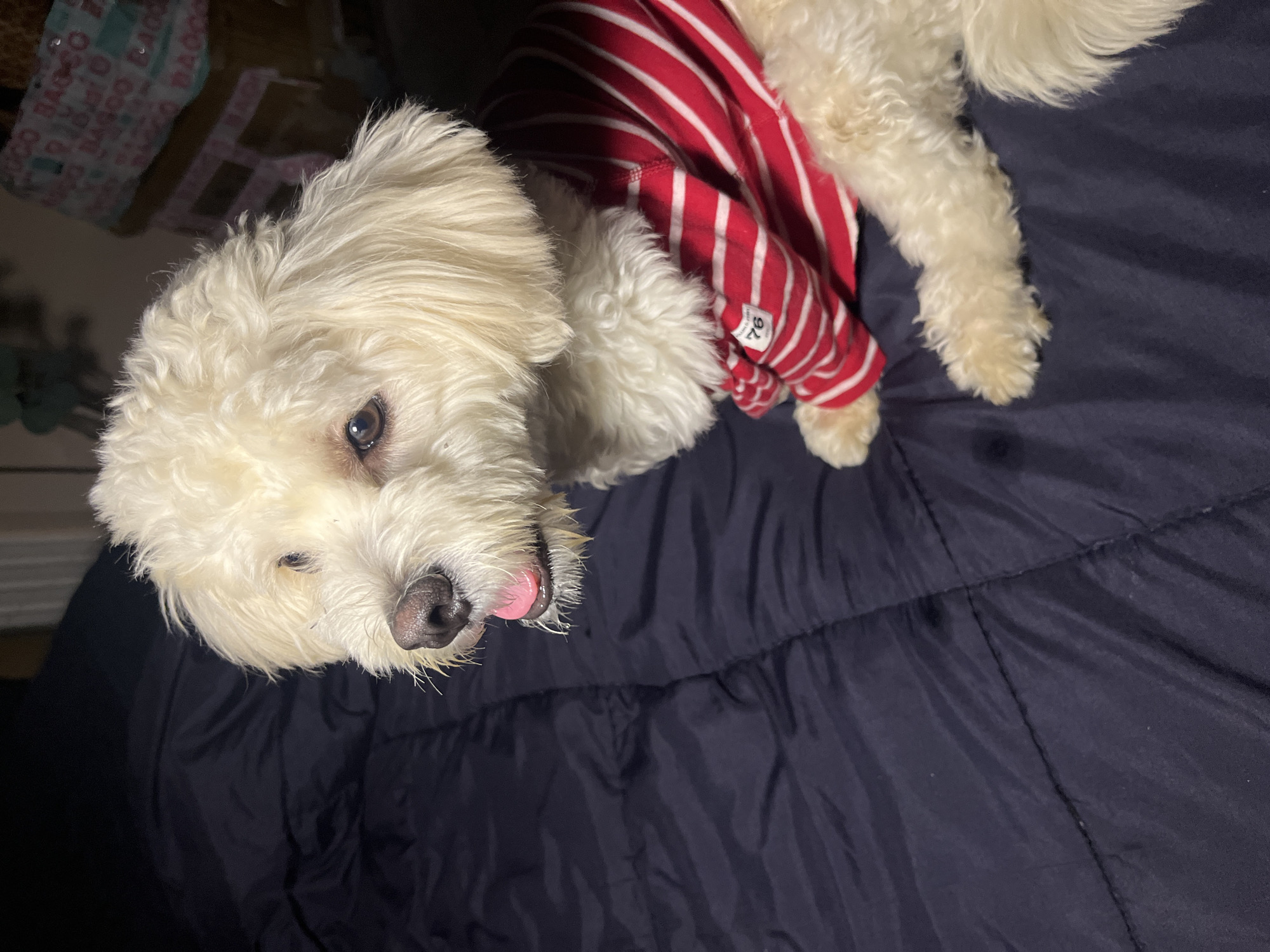A light-colored, fluffy dog with its tongue sticking out is sitting on a dark blue comforter. The dog is wearing a red and white striped shirt with a small white label that says "76". The background is dark and out of focus, with some blurred objects that appear to be boxes or bags with writing on them. The scene is indoors. The image does not provide any information about the city of Abuja, Nigeria.