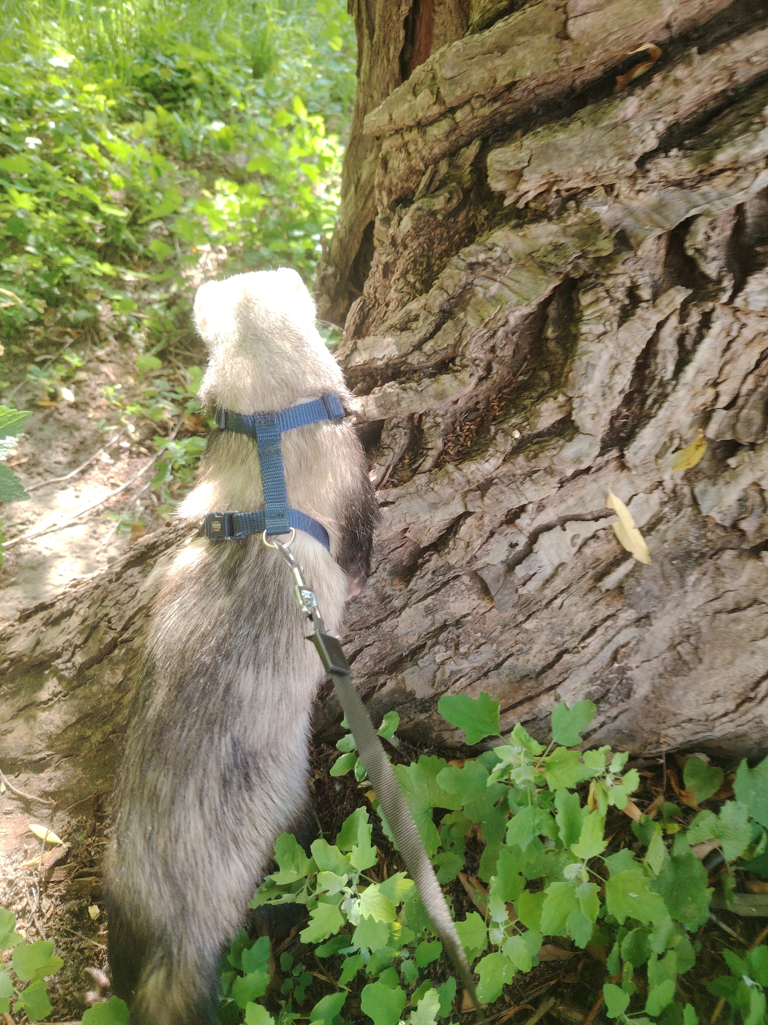 A ferret wearing a blue harness and leash is positioned outdoors, facing away from the camera and towards the textured bark of a large tree. The ferret's fur is a mix of grey and white. Green foliage and sunlight are visible in the background and foreground. The location is not specified in the image or crops.