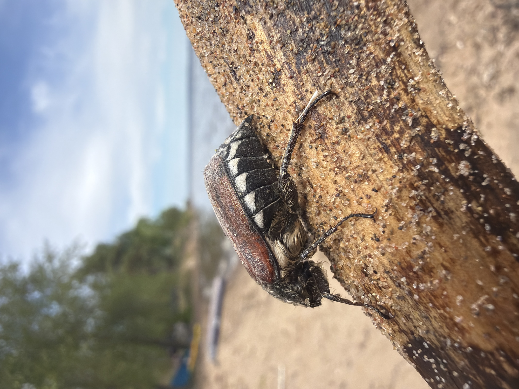 A close-up image shows a beetle clinging to a piece of wood covered in sand. The beetle has a dark body with white stripes on its back and brown wing covers. The background is out of focus but appears to be a beach with trees and a body of water, with sky visible. The scene is located in Noviy, Russia.