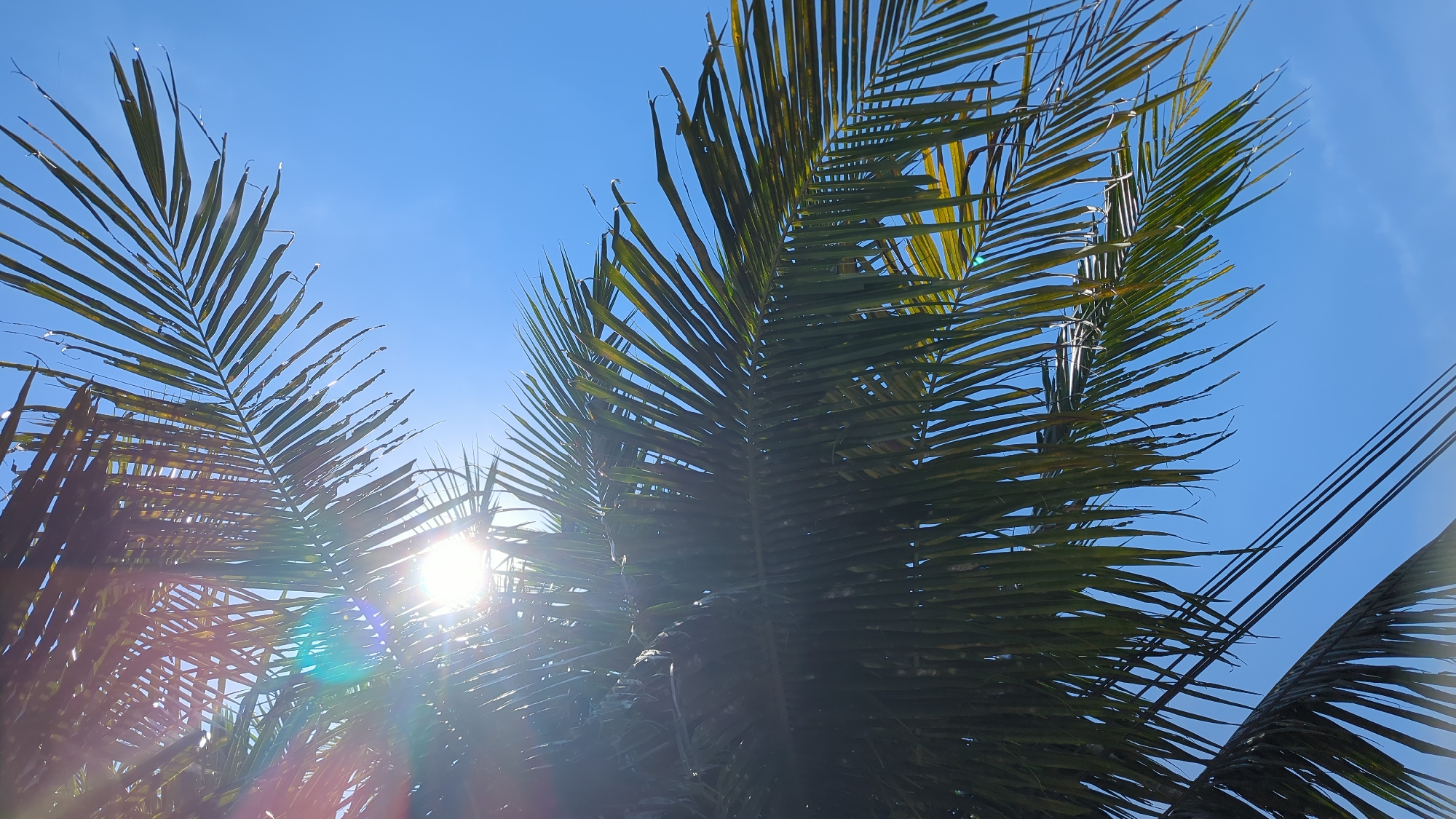 The image depicts a close-up, low-angle view of palm fronds against a clear blue sky. The sun is positioned behind the fronds, creating lens flare and dappling light across the leaves. Several black wires are visible crossing the lower portion of the frame, suggesting an urban or semi-urban setting. The scene is consistent with a sunny day in Ninh Ích, Vietnam, where palm trees and overhead wires are common sights.