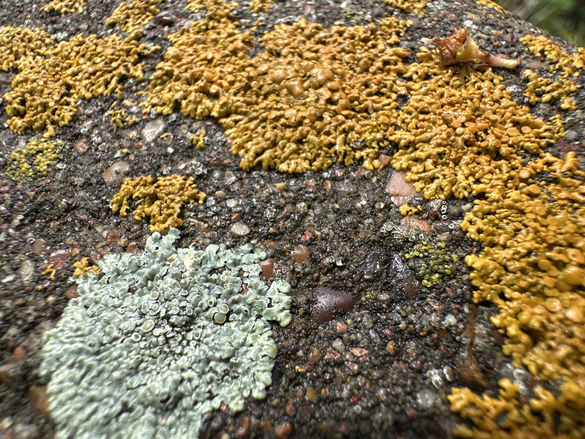 Location: Unknown, Unknown. The image displays a macro-level, close-up view of a rough, dark gray granular surface, appearing moist or wet. The surface is extensively covered by different types of lichen. A large patch of light green-gray lichen, characterized by its textured, somewhat lobed thallus and numerous small, circular apothecia or soredia, dominates the upper left and central areas. Multiple irregular clusters of bright yellow to orange-yellow lichen are visible on the right and lower portions of the surface, exhibiting a highly convoluted, cerebriform, or coral-like texture. Smaller, scattered patches of greenish-yellow lichen are also present. The underlying substrate is composed of dark gray granules mixed with various small pebbles and particles, some appearing reddish-brown or translucent, with reflective glints indicating surface moisture.