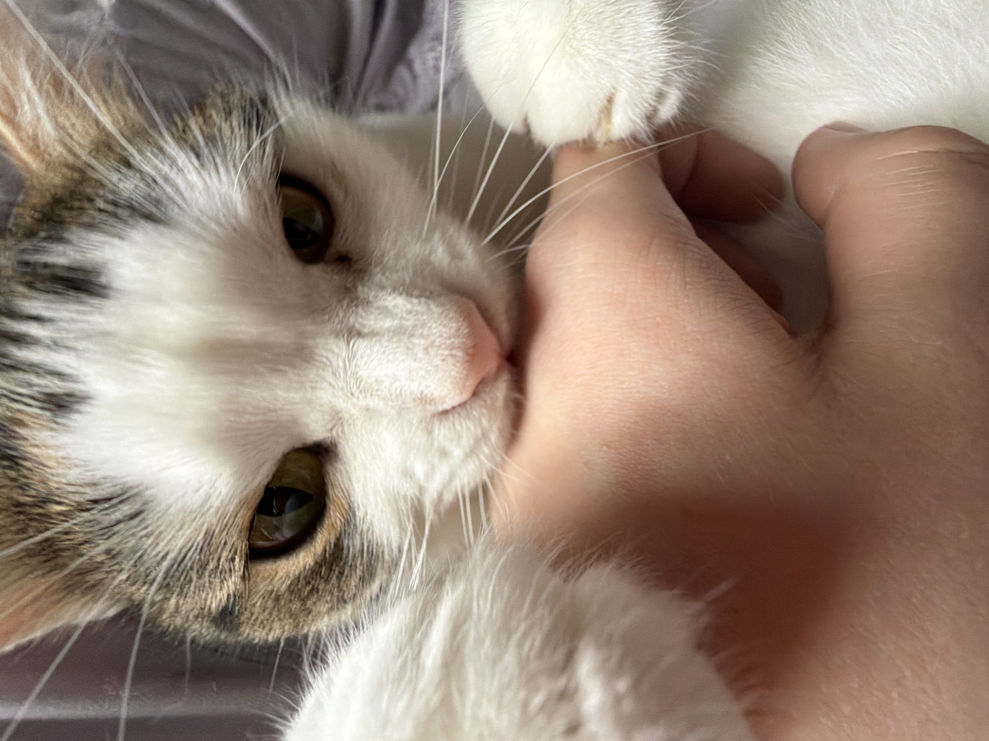 In a close-up, overhead shot, a cat's face dominates the frame as it gently bites or nuzzles a human hand. The cat, a domestic short-hair with white fur and tabby markings on its head and ears, has large, amber eyes focused intently on the hand. Its pink nose is visible, and its mouth is slightly open, engaging with the skin of the hand. The hand, belonging to an unseen person, is positioned to the right and bottom of the frame, with fingers curled slightly around the cat's head. The background is a soft, blurred purple fabric, likely a blanket or clothing, creating a shallow depth of field. The lighting is soft, with some highlights on the cat's fur and the human hand. The scene appears to be indoors, in a domestic setting, potentially in a home within the city of Колычёво, Russia, though no specific landmarks or city-specific details are visible in the image itself.