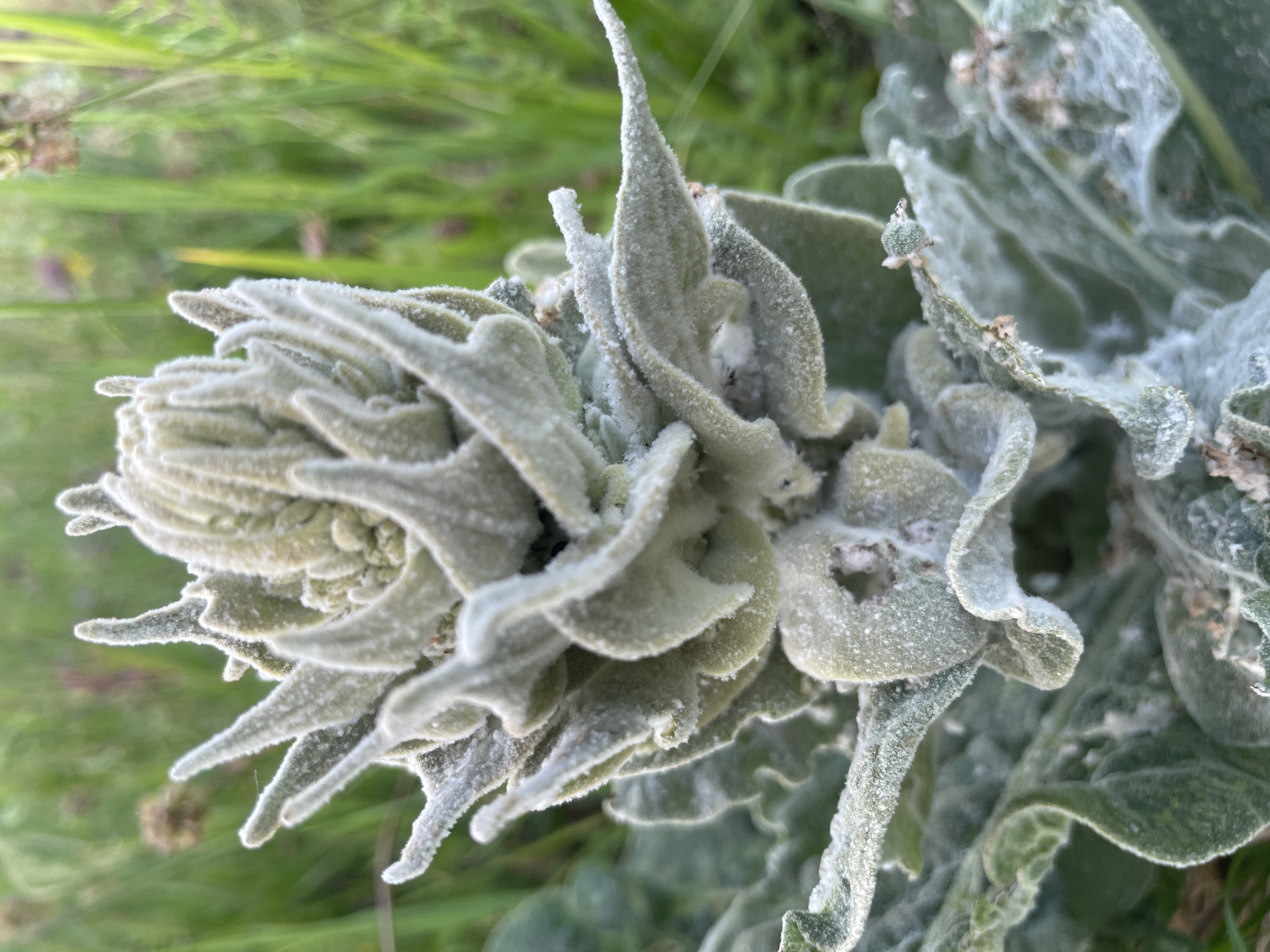 Close-up shot of a plant with fuzzy, grayish-green leaves, appearing in a rosette shape, with blades of grass visible in the blurred background. The location is Mojkovac, Montenegro.