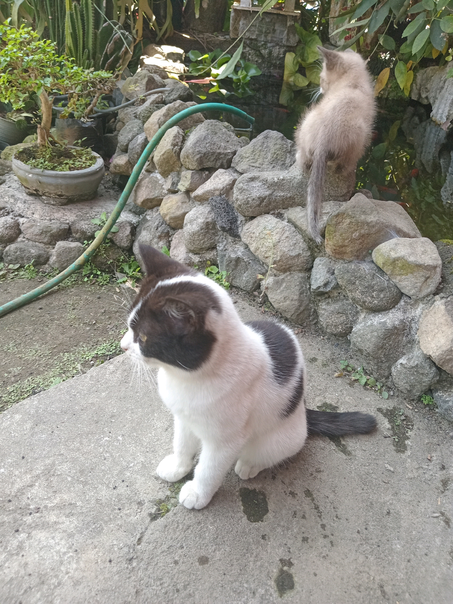 Two cats are present in an outdoor setting. In the foreground, a black and white cat is sitting on a concrete surface, facing to the left of the frame. It has white paws and a black tail with white markings. In the background, a light brown kitten is perched on a pile of rocks, facing away from the camera. The environment includes a variety of rocks, plants, and a green hose. The scene appears to be located in a garden area, possibly a backyard, and the overall impression is one of a natural, unmanicured space. The image's metadata does not contain information about the specific location of Claket, Indonesia, therefore this detail cannot be confirmed from the image alone.