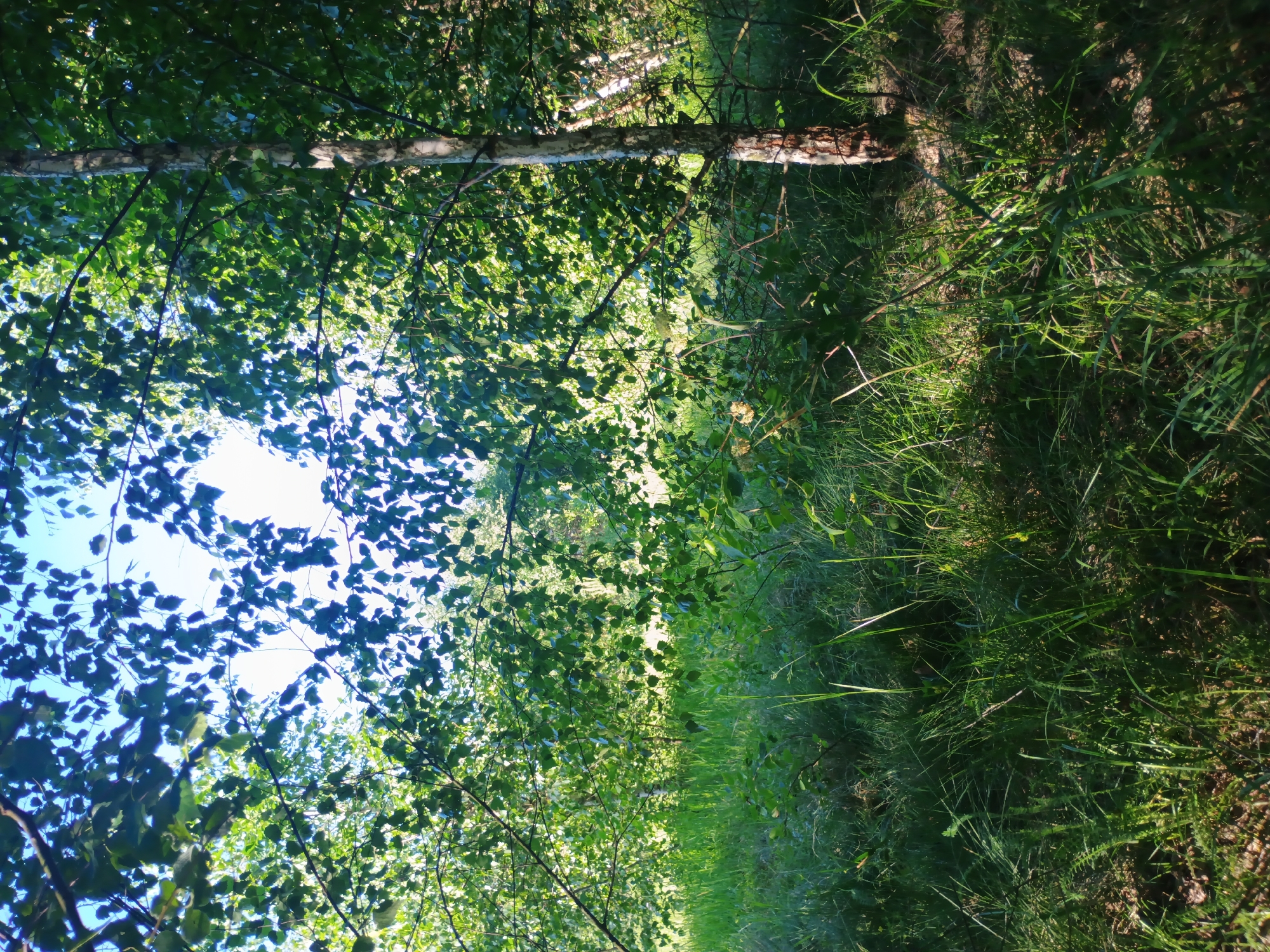 This is a photograph taken from a ground-level perspective in a wooded area, likely in Verkhnia Yablunka, Ukraine. The scene is dominated by lush green foliage from trees and tall grass. A prominent birch tree with white and dark bark stands on the right side of the frame, its branches extending upwards and outwards, covered in green leaves. Sunlight filters through the leaves, creating dappled light and shadow patterns on the ground and grass. The background shows more trees and a bright, sunlit sky peeking through the canopy. The overall impression is one of a natural, sun-drenched forest or park setting. There are no people or animals visible in the image.