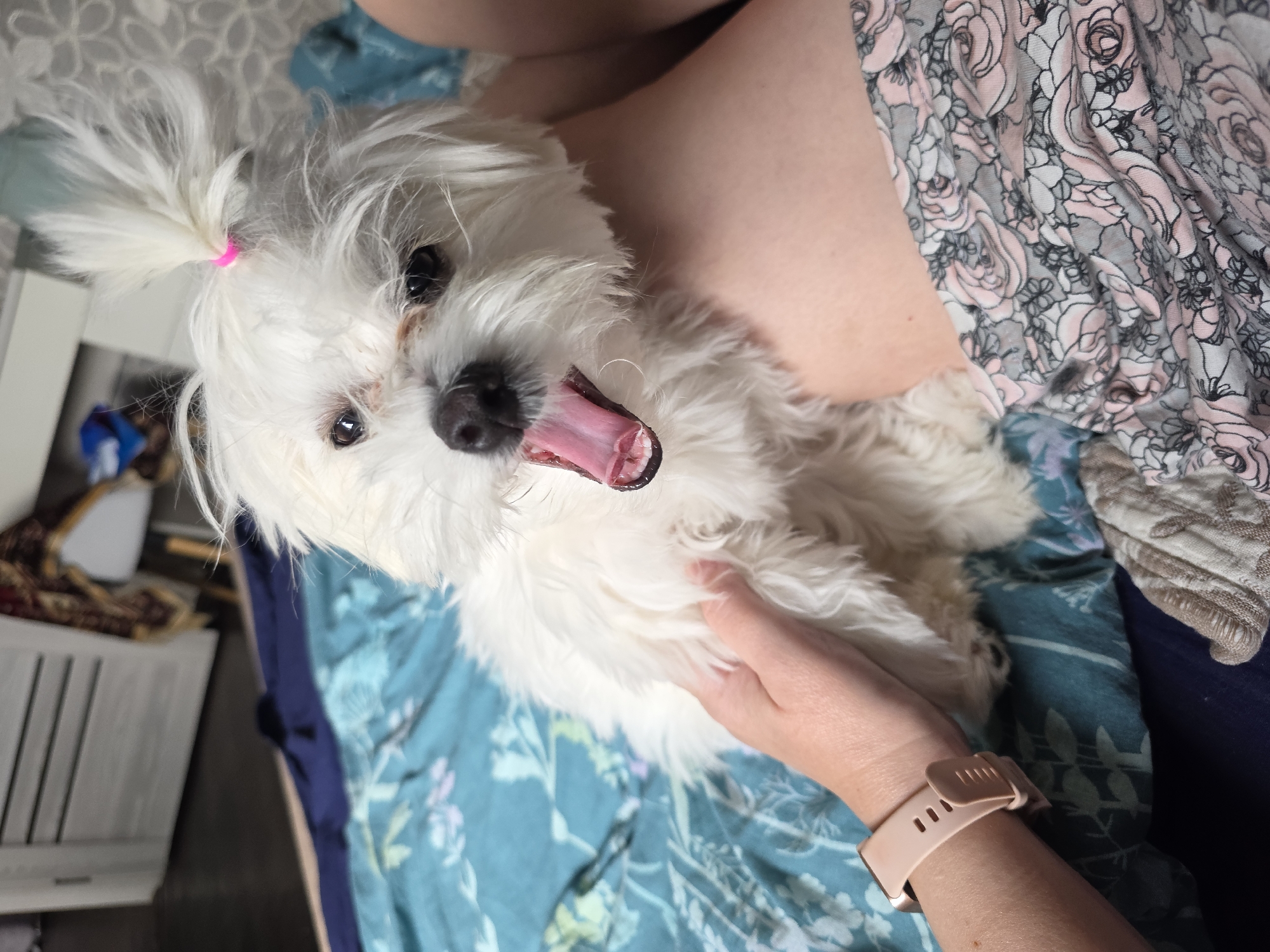 A small, white Maltese dog with its fur tied in a pink ponytail is being held by a person's hand on a bed. The dog is yawning, revealing its pink tongue and mouth. The person is wearing a watch on their left wrist and floral patterned shorts. The bed is covered with a blue and green floral patterned comforter. The background is out of focus but appears to be a room with furniture. The scene is set indoors, likely a bedroom, in the city of Novocheboksarsk, Russia.