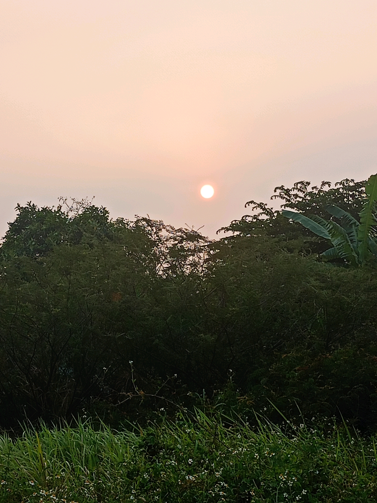 The image depicts a serene natural scene with the sun setting or rising in a hazy, light orange sky. In the foreground, lush green grass and small white flowers carpet the ground, leading up to a dense collection of trees and foliage. Banana leaves are visible on the right side of the image. The overall impression is one of a rural or semi-rural environment, likely on the outskirts of Sriamur, Indonesia, given the tropical vegetation and atmospheric conditions. There are no people or discernable human structures visible in the image, focusing solely on the natural landscape.