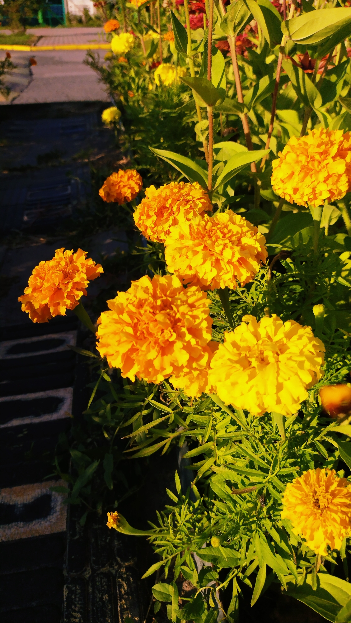 In a well-lit garden bed in Horishni Plavni, Ukraine, numerous vibrant orange and yellow marigolds bloom under warm sunlight. The flowers, with their dense, ruffled petals, dominate the foreground. Dark, textured ground covers the lower left of the image, with a hint of a raised pathway or border. Green foliage surrounds the blossoms, creating a lush backdrop. The overall scene captures the beauty of a cultivated flower garden bathed in natural light.