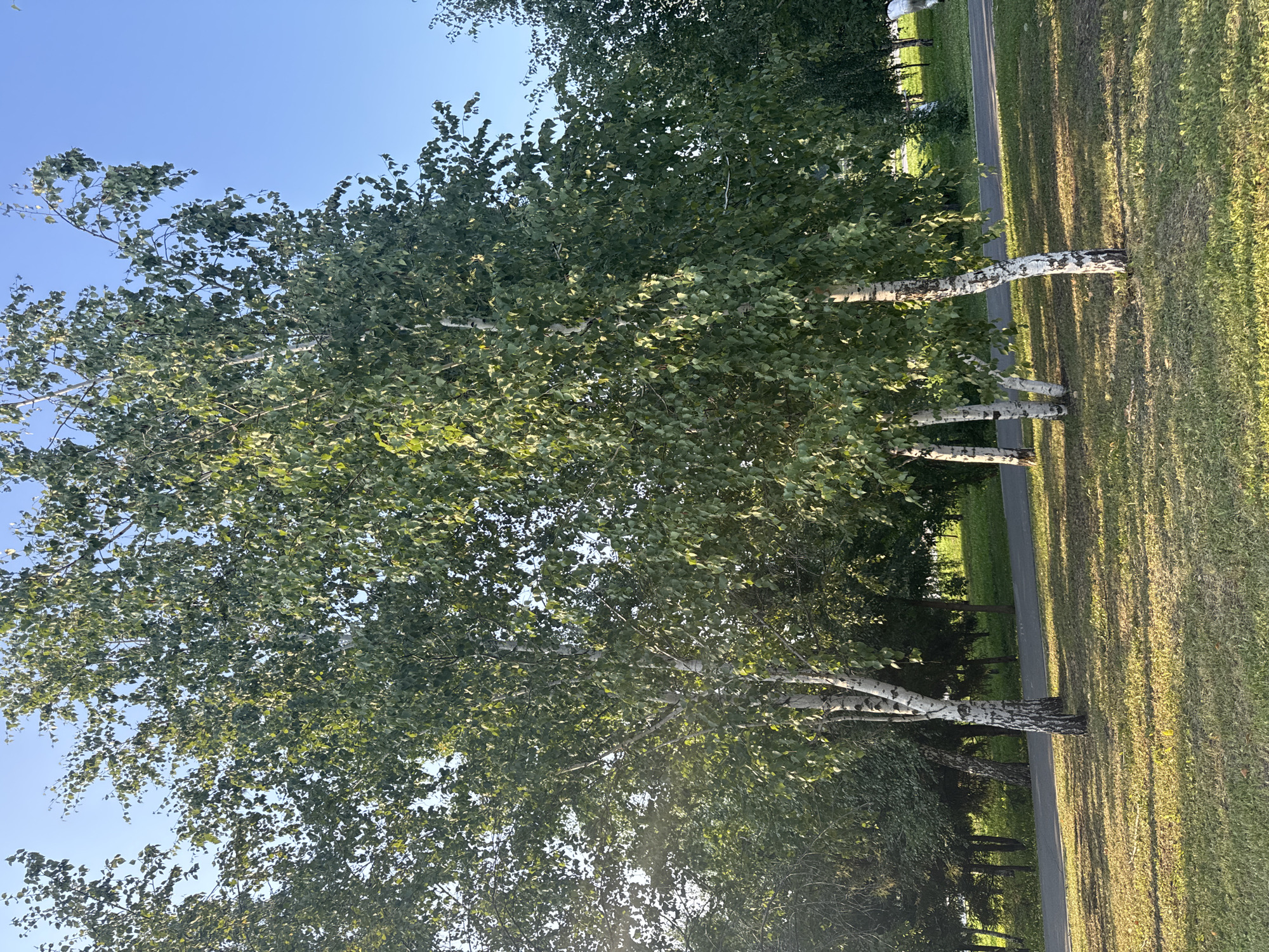 The image depicts a park scene in Ufa, Russia, likely during late afternoon or early morning due to the long shadows cast by the trees. In the foreground, a grassy area is illuminated by warm sunlight, with shadows of birch trees creating a striped pattern on the ground. Several birch trees with their distinctive white, peeling bark are prominent in the mid-ground. Their leaves are a vibrant green, suggesting it is summer or early autumn.
Behind the birch trees, a paved pathway, possibly a walking or cycling path, curves through the park. Beyond the path, a dense line of dark green trees forms a backdrop, with some lighter foliage peeking through. The sky is a clear, bright blue, with no visible clouds. The overall atmosphere is serene and natural, characteristic of a well-maintained urban park. No people or specific landmarks are visible in the frame, making the precise location within Ufa undeterminable from the image alone.