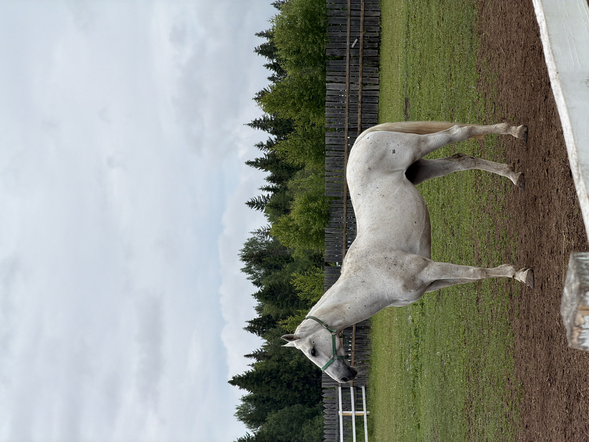 The image displays a white horse standing stationary in an outdoor enclosure under an overcast sky. The horse, positioned centrally and facing left in profile, wears a green halter. Its coat is light, appearing off-white with noticeable dark speckling. The animal stands on a patch of exposed brown earth that occupies the immediate foreground. Behind the horse, an expanse of vibrant green grass extends towards a dark brown wooden plank fence that runs horizontally across the midground. A segment of a white fence is visible to the left of the horse, further back. Beyond the wooden fence, a dense line of green trees, comprising both coniferous and deciduous species, forms the background. The sky is uniformly light grey, indicative of complete cloud cover. No human figures are present in the scene, which is represented as being in the city of Kechur, Russia.