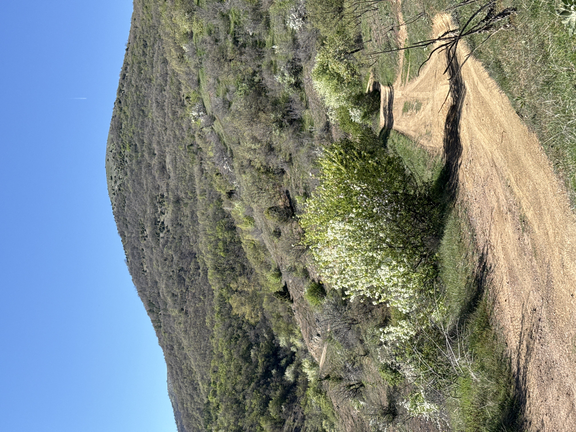 The image shows a dirt road winding alongside a hill covered in trees and some flowering bushes. The sky is blue. The location is possibly Tsarvishte, Bulgaria. There are no people visible.