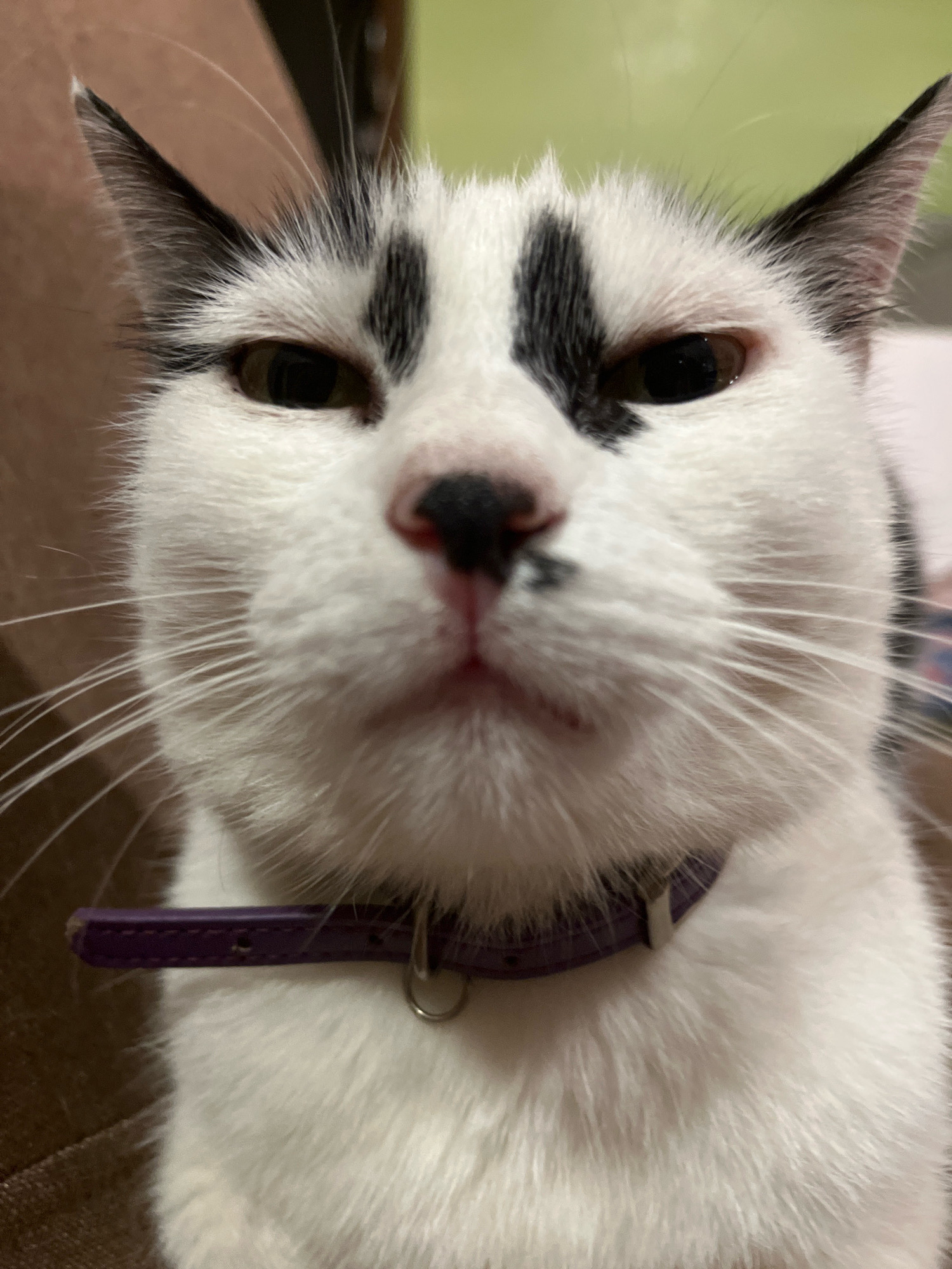 The image is a close-up, low-angle, eye-level shot of a black and white cat's face. The cat is wearing a purple collar. The background is blurred and appears to be indoors. The cat's left ear is visible on the left side of the frame, and its right ear is visible on the right side. The cat has prominent white whiskers. There are black markings on its forehead and a small black spot on its nose. The cat's eyes are open and looking directly at the camera. There is no information available in the image or crops to determine its location in the city of Ureki, Georgia.