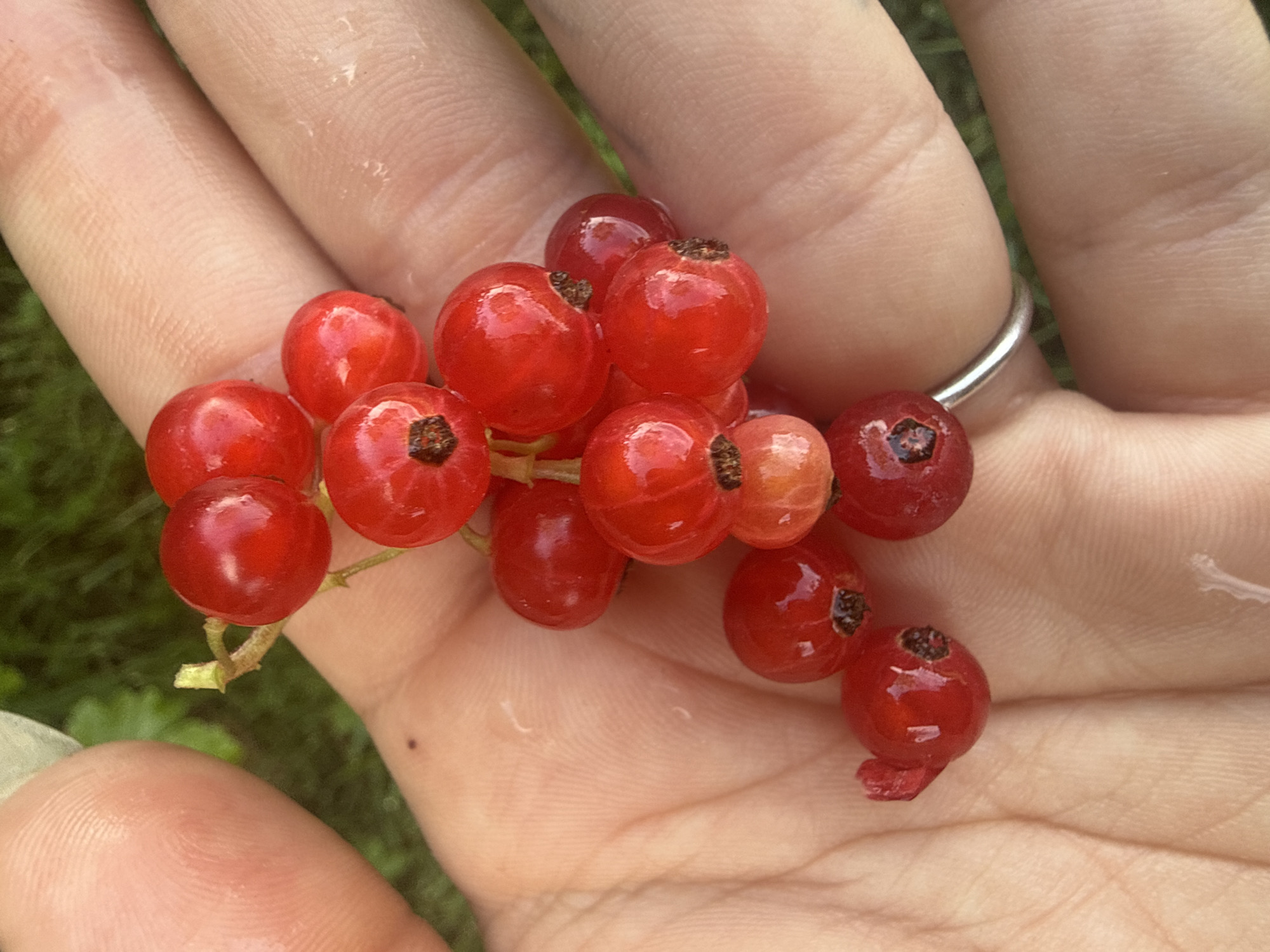 A close-up, high-angle shot shows a bunch of red currants held in an open palm in Sulitsa, Bulgaria. The person's fingers are visible, showing skin texture and a silver ring on the ring finger. The red currants are round and vibrant red, with some showing small brown stems. The background is out of focus, revealing green grass and foliage, suggesting an outdoor setting. The lighting is natural and bright, highlighting the glossy surface of the berries.