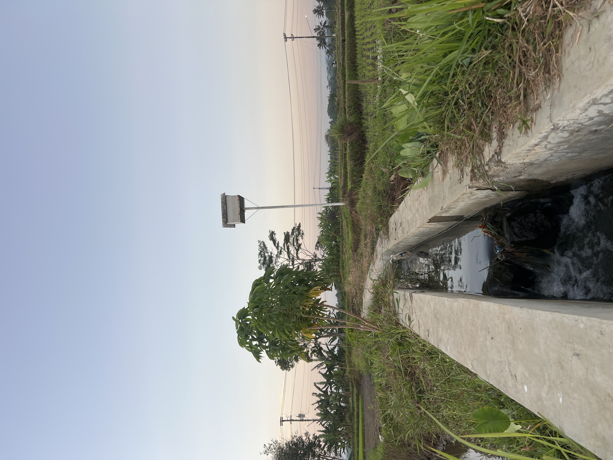 This is a landscape photograph taken in Kalijoso, Indonesia, during what appears to be either sunrise or sunset, given the soft, pastel colors of the sky. The image is dominated by a concrete irrigation channel running from the foreground towards the background. Water flows through the channel, with some debris visible near the foreground.
To the left of the channel, there is a patch of muddy ground with lush green grass and a large-leafed plant. Further back on the left, a young tree with vibrant green leaves stands prominently. Beyond the tree, a field of young rice plants is visible, and further still, a grove of banana trees can be seen. Electrical poles and overhead wires traverse the middle ground.
On the right side of the irrigation channel, the terrain is covered with dense, green grass and some taller stalks of vegetation. In the middle distance, across what appears to be terraced fields, more banana trees are scattered, and in the far distance, hills or mountains are faintly visible under the pale sky.
A tall pole with a rectangular, box-like structure on top stands in the middle ground, to the left of the center. This structure might be a birdhouse or a part of an electrical system. The overall environment suggests a rural agricultural setting in Indonesia.