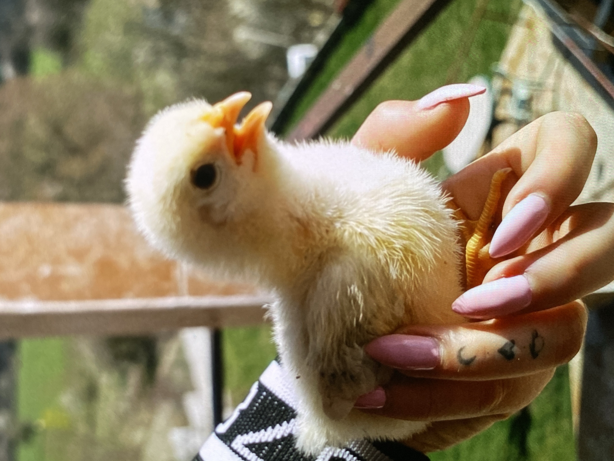 A close-up shot captures a small, bright yellow chick being gently held in a person's hand. The chick, covered in soft, fluffy down feathers, is positioned with its head turned to the left, beak slightly open revealing a pink interior. Its single visible eye is a dark, round bead. Two small, sharp points are visible on its upper beak, possibly remnants of an egg tooth.
The person's hand, with a light skin tone, cradles the chick. Several fingers are visible, adorned with long, light pink, almond-shaped manicured nails. The chick's tiny, scaled foot with delicate toes is partially visible, clutched by one of the fingers. A distinctive tattoo is visible on the side of the hand, near the thumb, featuring symbols that appear to be "C", a heart shape, and "30". Part of the person's sleeve, displaying a black and white geometric pattern, is also visible in the lower left.
The background is softly blurred, indicating a shallow depth of field. It shows various shades of green foliage and brown/tan structures, suggesting an outdoor setting, possibly a garden, yard, or balcony. The bright lighting indicates it is daytime, likely a sunny day. The scene evokes a sense of tenderness and care for the young creature. This event takes place in Bankya, Bulgaria.