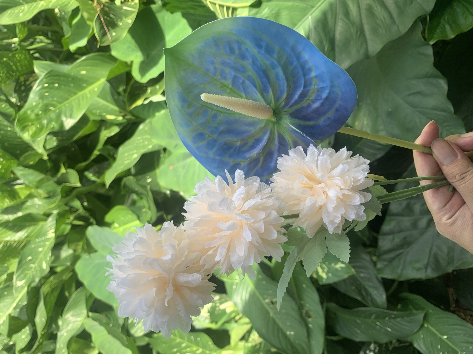 In Kuala Pembuang, Indonesia, a hand holds three cream-colored pom-pom flowers and one blue anthurium against a backdrop of lush green foliage. The anthurium's heart-shaped spathe displays a gradient of blue and green hues, with a prominent yellow spadix. The pom-pom flowers, arranged vertically, feature numerous delicate petals. The surrounding leaves are large and variegated, creating a vibrant and natural setting.