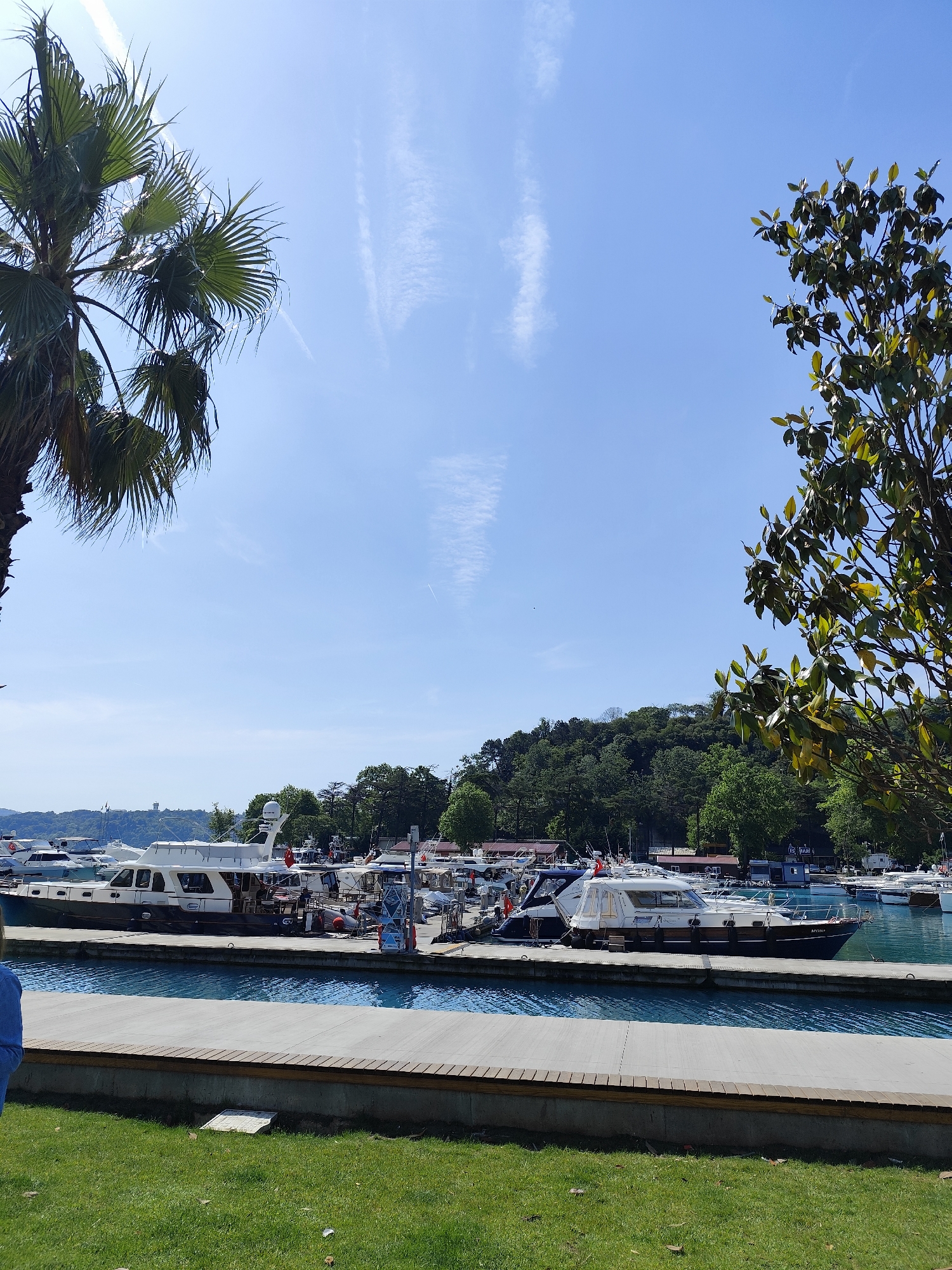 The image shows a marina in Sarıyer, Turkey on a clear day. Several yachts are docked along a concrete pier. A palm tree is on the left, and a tree with large green leaves is on the right. The pier has a wooden border. Grass is visible in the foreground. A hill covered with trees is in the background. The sky is blue with contrails.