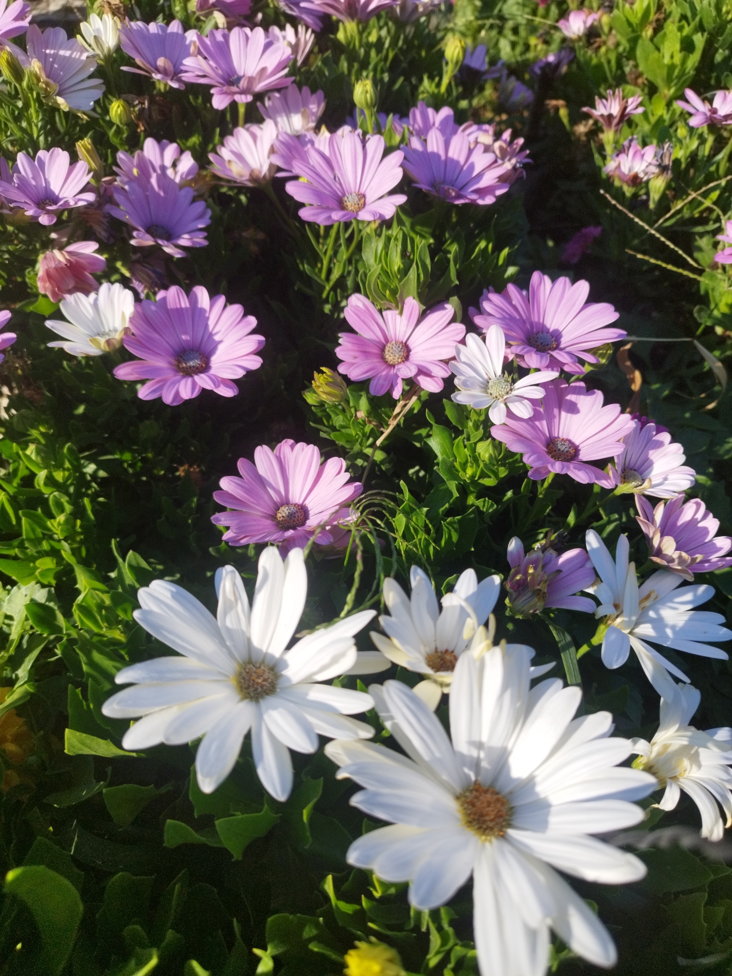 The image displays a close-up, sunlit view of a dense cluster of daisy-like flowers, primarily in shades of lavender and white, interspersed with vibrant green foliage. Several of the lavender flowers are in full bloom, with their petals radiating outwards from a dark, textured center. Some white flowers are also visible, some fully open with bright white petals, and others appearing partially closed or in bud. The lighting suggests a sunny day, casting shadows on some of the petals and highlighting the texture of the leaves and flower centers. The overall impression is one of natural beauty and abundance.
This image does not contain any information or visual cues that would allow for the determination of its specific location within Bucharest, Romania, or any other urban or geographical area. The scene is entirely focused on the flora.