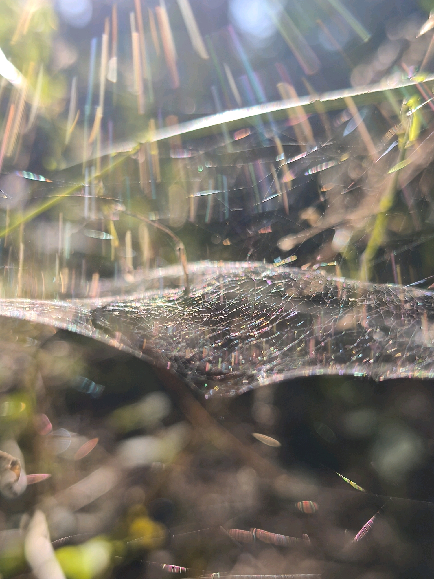 The image is an extreme close-up of a spider web, covered in tiny water droplets that are refracting sunlight into a spectrum of colors. The background is blurred, with out-of-focus greenery and soil visible. There are no people or animals present in the image. The scene appears to be in a natural outdoor setting, possibly a garden or park. The location in the city of Mahilyow, Belarus, is not discernible from the image itself.