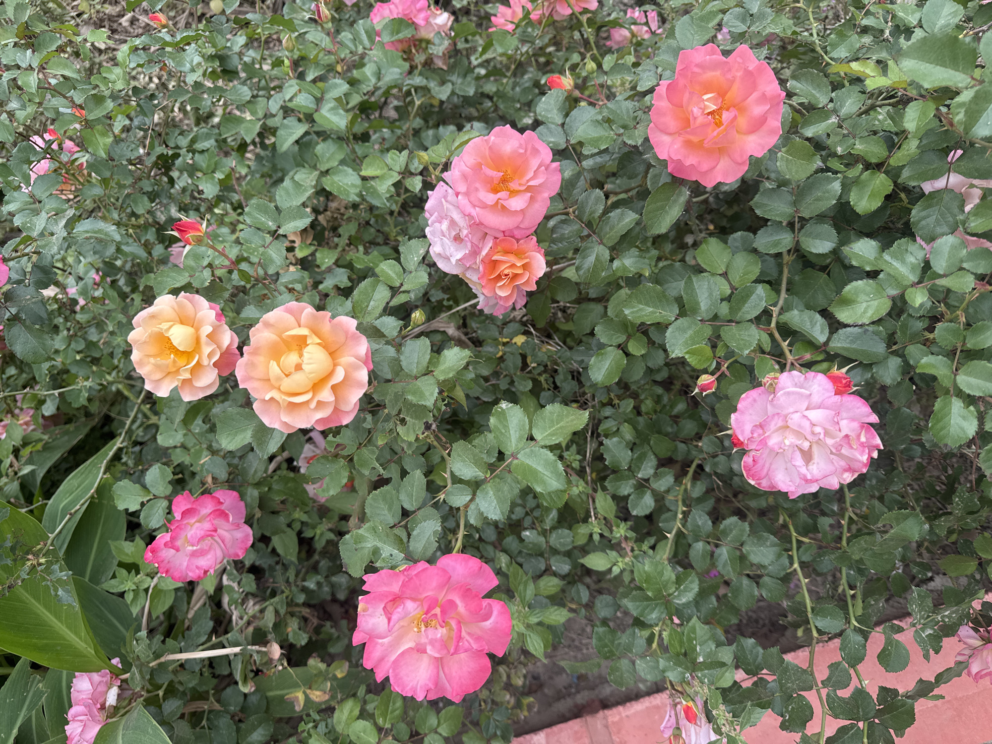 The image depicts a cluster of roses in varying shades of pink and orange, interspersed with green foliage. The roses appear to be part of a bush, and the overall scene suggests a garden setting. The location, Alanya, Turkey, is not directly verifiable from the image content alone.