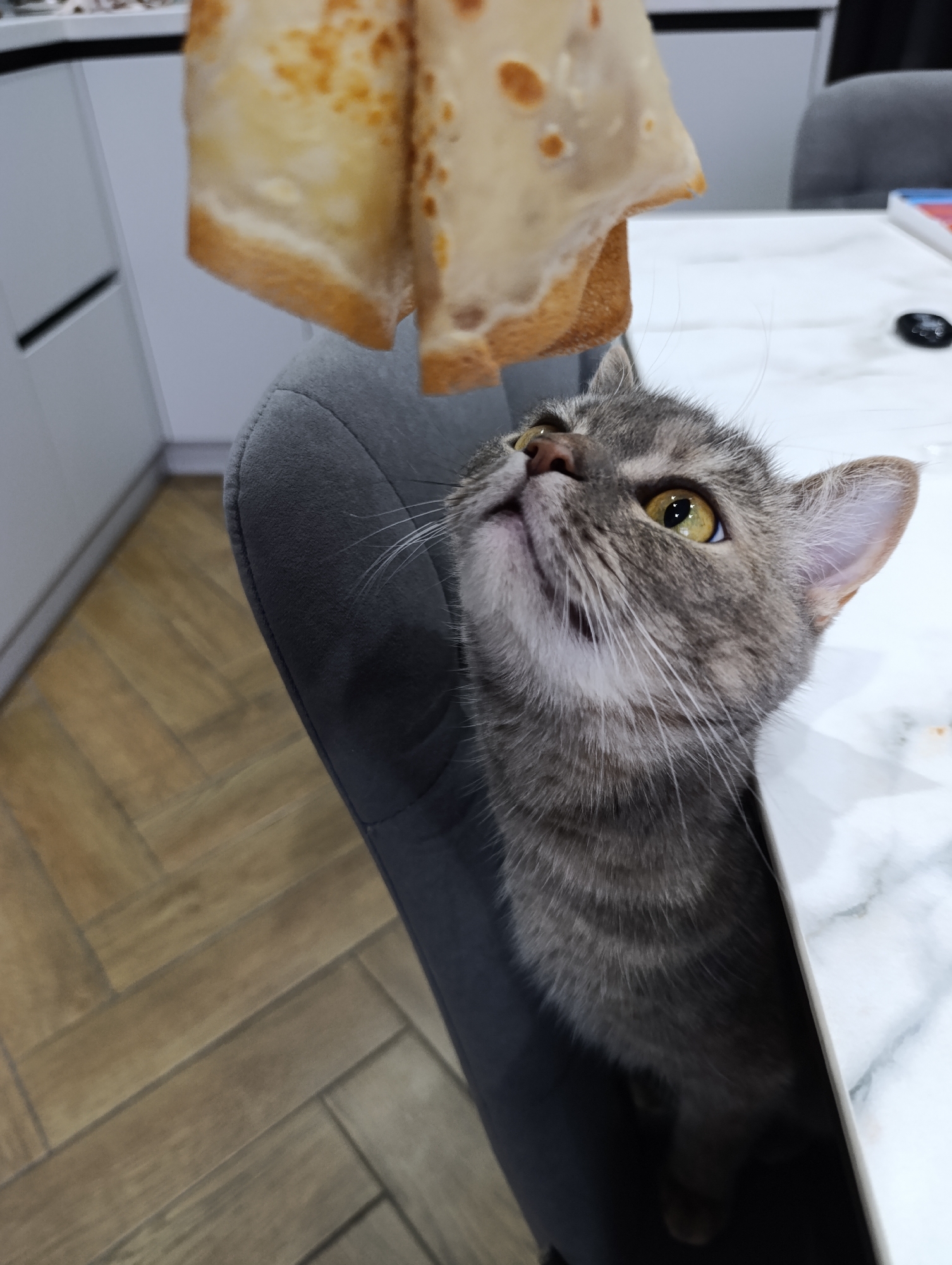 A gray tabby cat is seated in a gray chair at a white marble-patterned table in what appears to be a kitchen. The cat is looking upwards at two square-shaped pieces of food, possibly toast or pancakes, being held above it. The kitchen features light wood floors and white cabinets. A gray chair is visible in the background, along with a book and a black object on the table. The location is Chaikovsky, Russia.