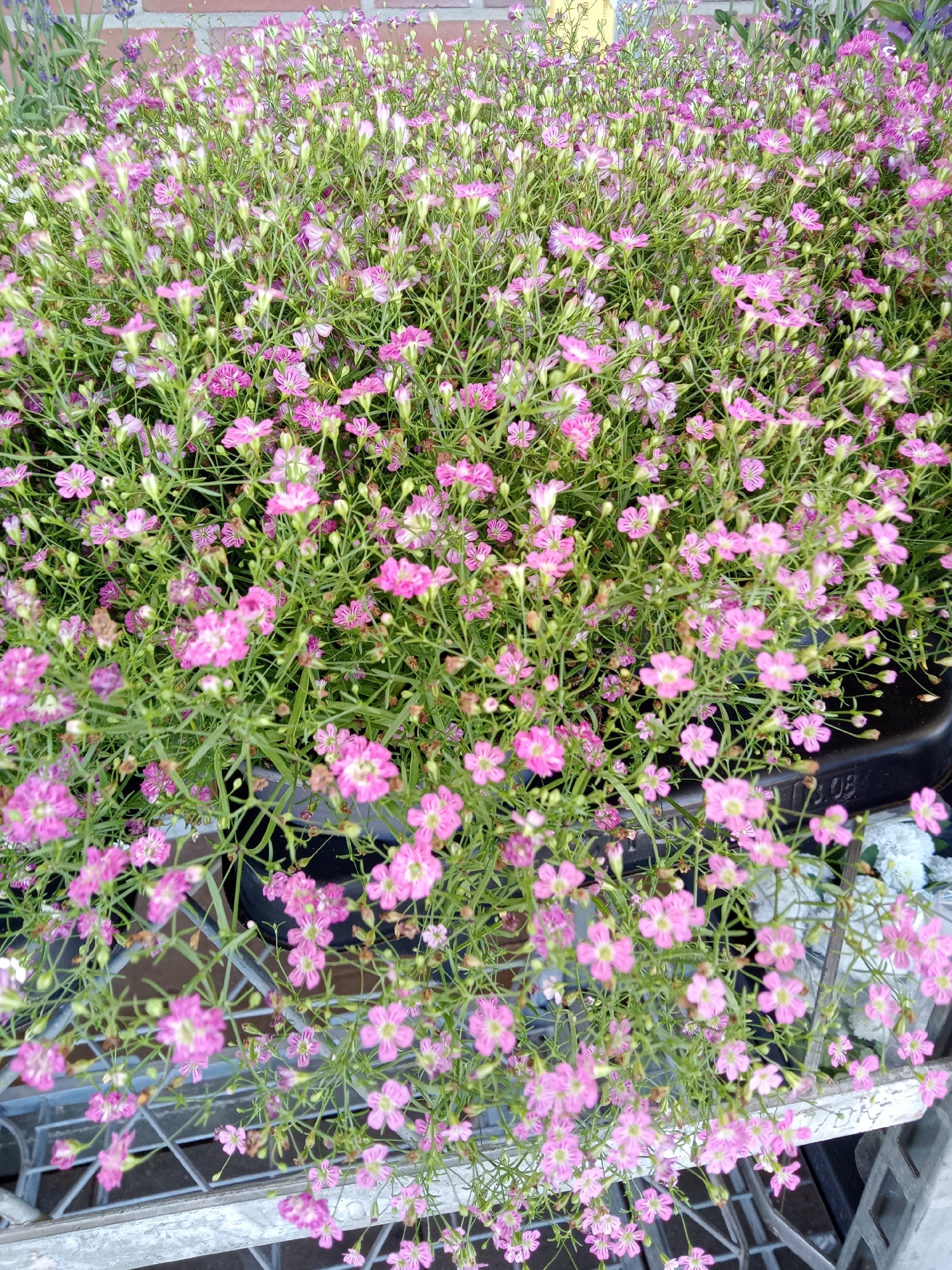The image shows a dense mass of pink baby's breath flowers with green stems. The flowers are small and delicate, with five petals each. Some of the flowers are fully open, while others are still in bud. The flowers are arranged in clusters, and the overall effect is one of abundance and softness. The background of the image is blurred, but it appears to be a garden or nursery setting. There is a brick wall visible in the upper left corner, and some shelves or containers are visible in the foreground. The lighting suggests it is daytime. The presence of multiple plants arranged in containers and the blurred background suggest a commercial setting, likely a garden center or flower shop. Without specific identifying markers, it is impossible to pinpoint the exact location within Schwerin, Germany.