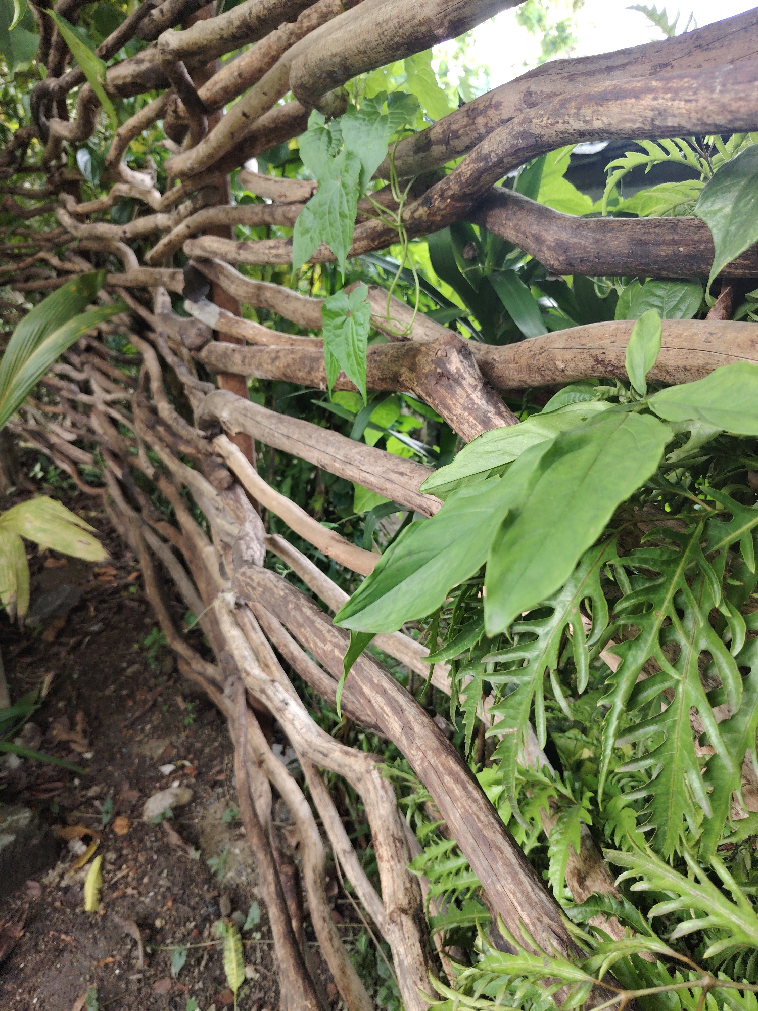 A rustic fence constructed from numerous intertwined natural wooden branches and vines dominates the image. The fence diagonally traverses the frame, with its upper section featuring thicker, more structured branches, while the lower portion displays a denser, more organic weave of smaller wooden elements. Lush green foliage, comprising broad leaves, some heart-shaped, and deeply lobed fern-like fronds, grows abundantly around and through the wooden structure, suggesting a vibrant, natural environment. Some of these leaves drape over the branches, partially obscuring the background. The ground visible in the bottom left corner is dark earth mixed with small debris and fallen leaves, consistent with an outdoor setting. The dense and varied plant life hints at a tropical or subtropical location. The scene is illuminated by natural daylight, indicating it is daytime. There are no people or specific activities taking place, and no visible text. The overall impression is one of serene natural beauty and handcrafted simplicity.