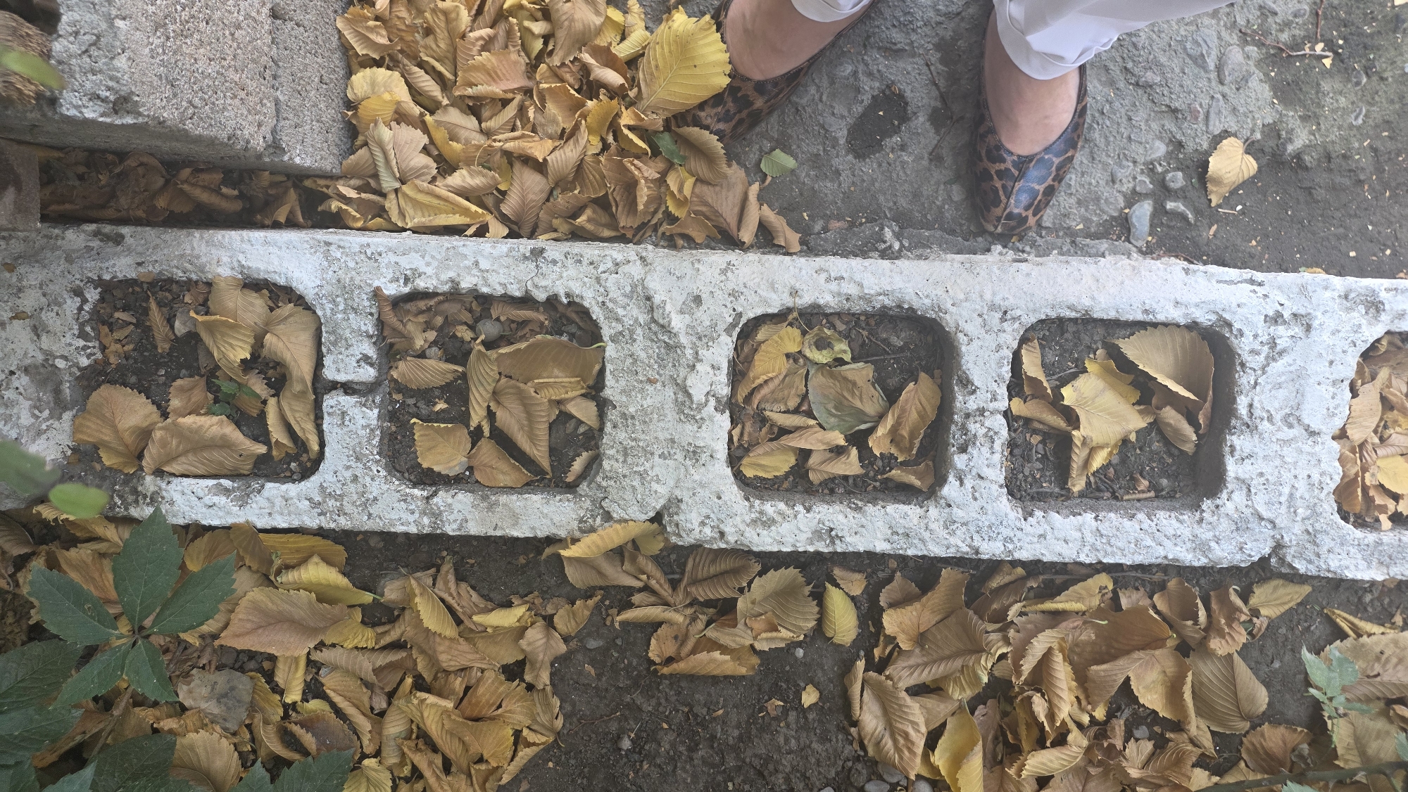 An overhead, eye-level shot shows a section of a sidewalk in Tokmok City, Kyrgyzstan, in autumn. A white-painted concrete structure, possibly a raised planter box or a decorative element, runs vertically down the center of the image. This structure has four square openings, each filled with fallen, dry, brown and yellow leaves. To the left of the concrete structure, the ground is covered with more fallen leaves and some green foliage. To the right of the concrete structure, the sidewalk is visible, also with scattered leaves. A person's legs and feet are visible on the right side of the image, wearing light-colored pants and leopard-print flat shoes. The lighting suggests it is daytime.