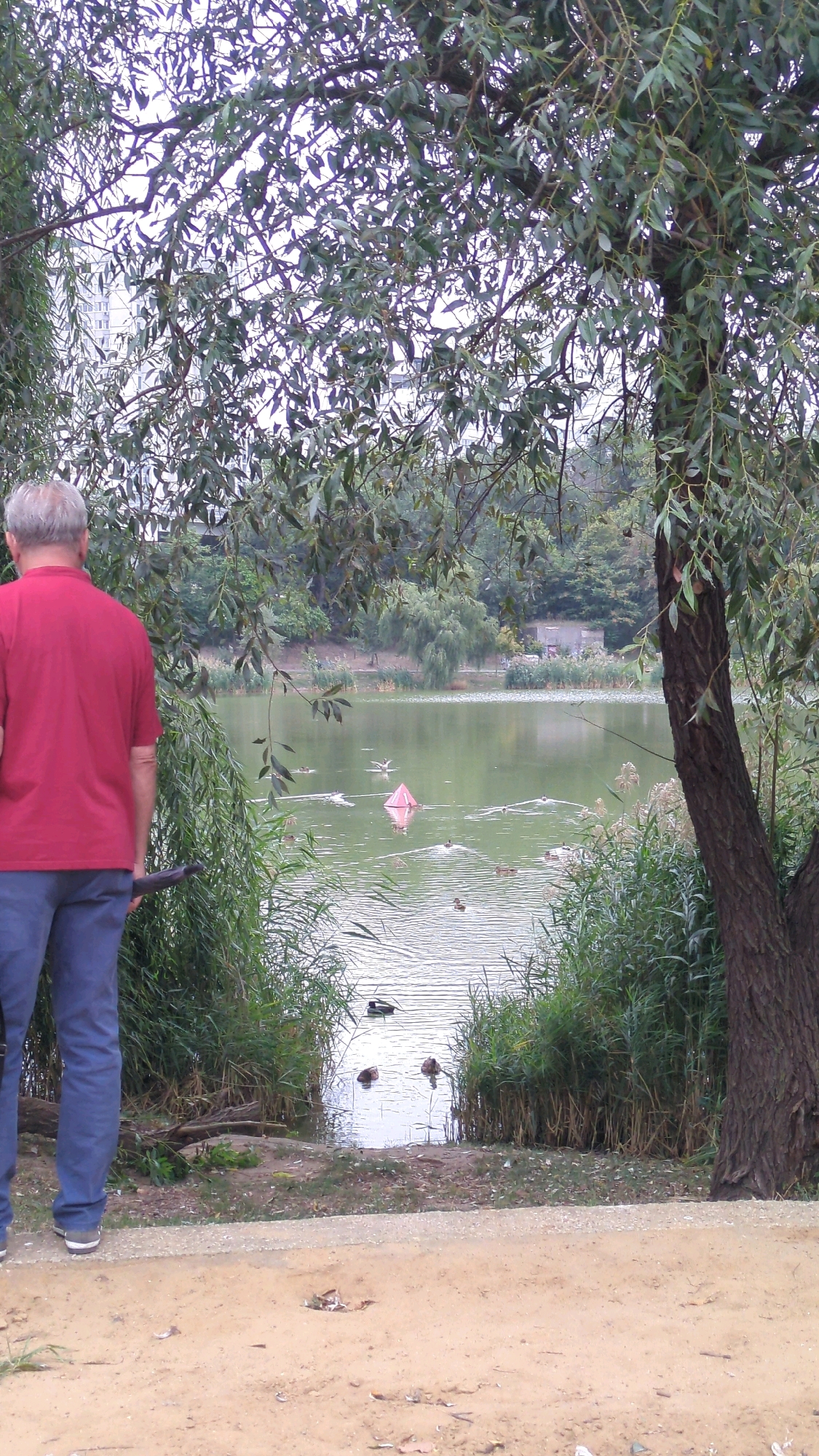 An elderly man with gray hair, seen from behind and from the waist up, wears a red short-sleeved shirt and blue jeans. He is standing on a sandy path next to a lake. The lake has green water and is partially obscured by tall reeds along its edge. Several ducks are swimming in the lake. A pink triangular marker floats on the water's surface. Trees with green leaves overhang the scene, and in the background, across the lake, is a building surrounded by trees. The overall environment suggests a park or a natural area within the city. The context of Chișinău, Moldova, is not evident from the visual information provided in the image.
