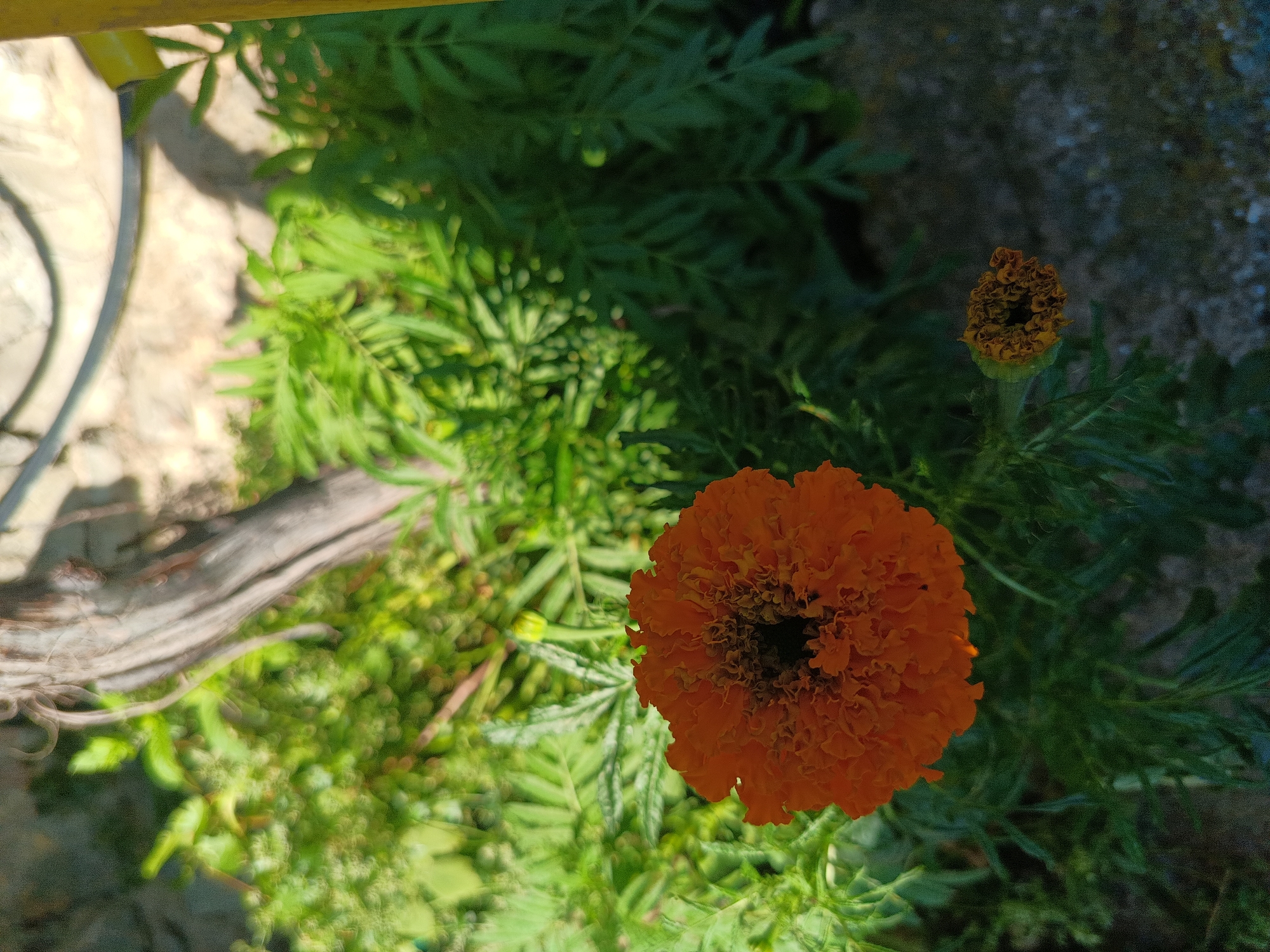 An orange marigold flower, in full bloom, is the central subject of this outdoor scene. Its ruffled petals form a dense, circular pattern, with a dark center. Beside it, a smaller, unopened marigold bud is visible. The flowers are surrounded by lush green foliage, with some leaves showing feathery, fern-like structures. In the background, a weathered, greyish-brown branch or root is prominent, casting a shadow. Above and to the right, a blurred section of a textured, light-colored wall is present, with a dark curved line that could be a hose or cable running across it. A bright yellow vertical object is partially visible on the far right edge. The ground appears to be a mixture of dark soil and small, light-colored pebbles. The lighting suggests a sunny day, with shadows indicating the sun's position. The scene is set in an outdoor environment, possibly a garden or yard, in the village of Kralev Dol, Bulgaria. There are no people or animals present in the image.