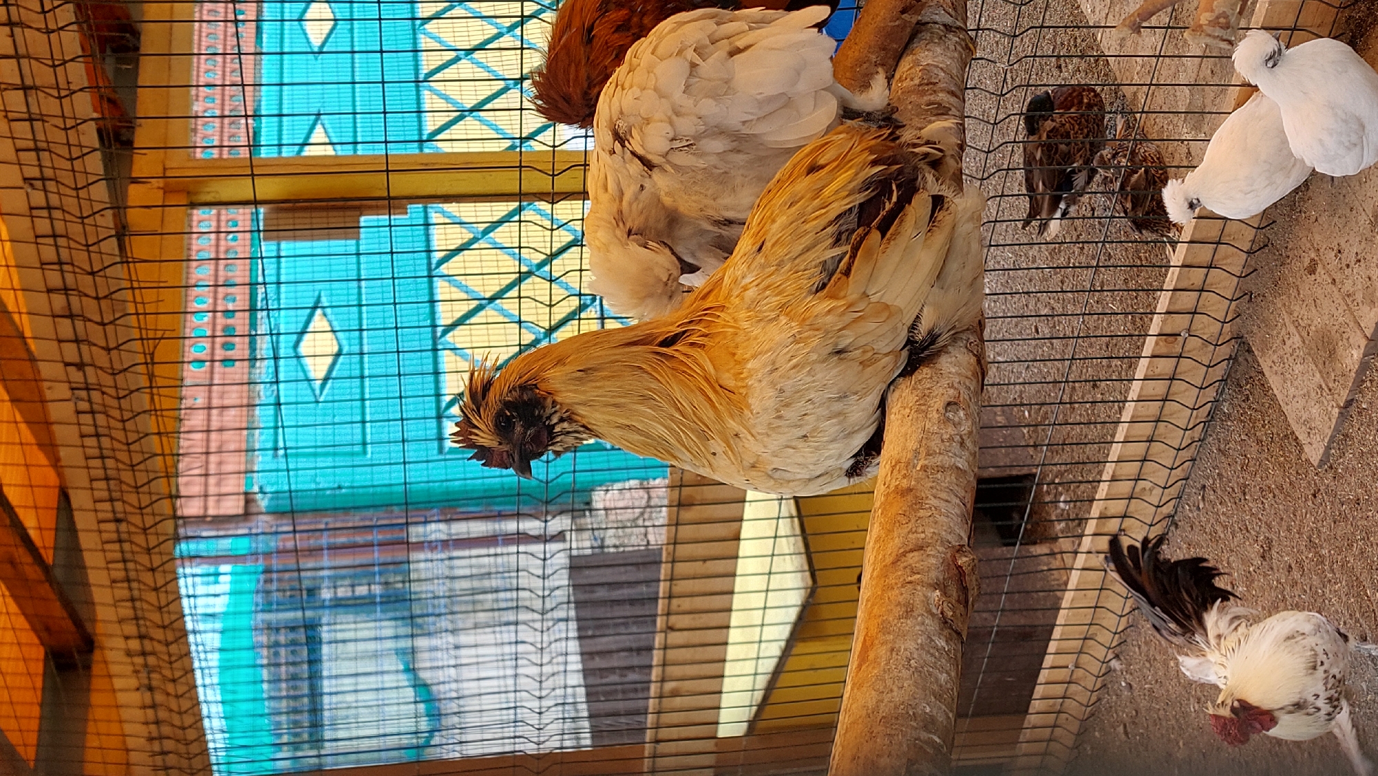 A fluffy, golden-brown chicken with a black face and crest sits on a rough-barked wooden perch inside a wire enclosure. Behind it, another fluffy white chicken is partially visible. In the background, a turquoise and yellow patterned wall is visible through the wire, with wooden beams above. Several other chickens, including white ones and a rooster with black and white plumage, are on the ground at the bottom of the enclosure. The ground is covered in sand or gravel. The scene appears to be a chicken coop.
