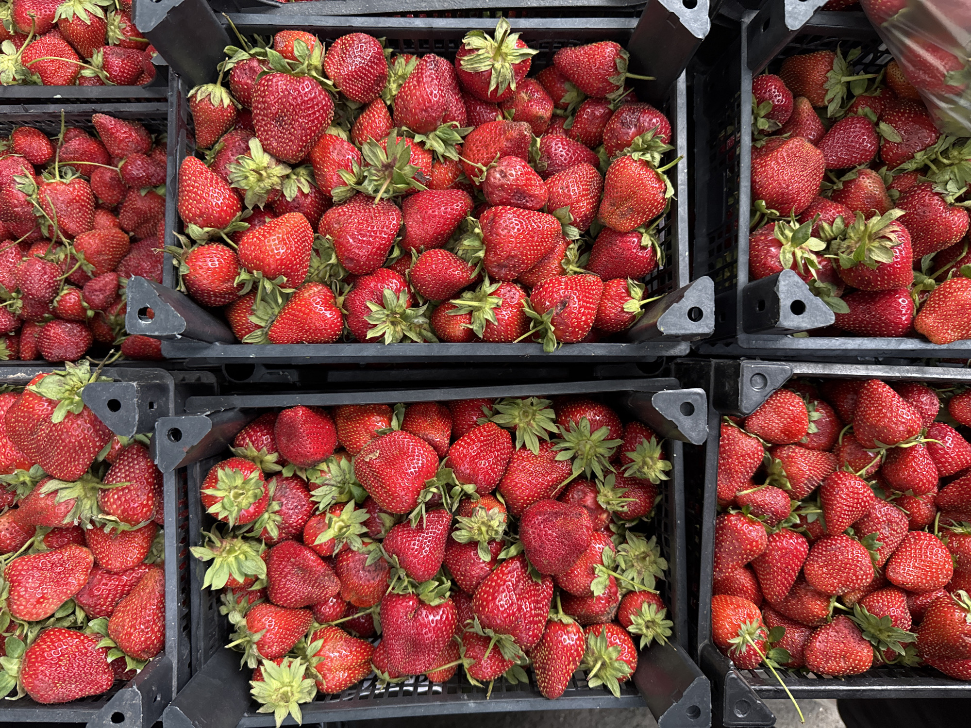 An overhead, close-up shot shows four black plastic crates of fresh strawberries. The crates are stacked vertically and horizontally, creating a grid-like pattern. The strawberries are a vibrant red, with some showing green stems and leaves. The lighting appears to be natural, suggesting the photograph was taken outdoors, possibly at a market or farm stand. The image is sharp and focused, highlighting the texture and detail of the fruit. No people or specific landmarks are visible.