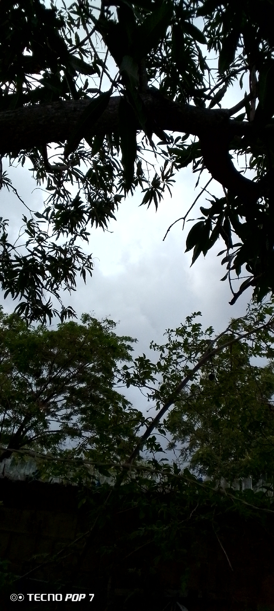 This is a low-angle, vertical shot of a canopy of tree branches and leaves against a cloudy sky. The foreground is dominated by the dark silhouettes of thick tree branches and dense foliage, framing the sky in the upper portion of the image. Below the silhouettes, the sky appears overcast and pale. In the middle ground, the tops of other trees with visible green leaves are seen. The bottom of the image is dark and shows a dark structure, possibly a wall, with some more foliage. The bottom left corner has a watermark that reads "TECNO POP 7". The scene is likely outdoors and could be in a park or a residential area, with the specific location being Altagracia, Venezuela, based on contextual information. There are no people or animals visible in the image.