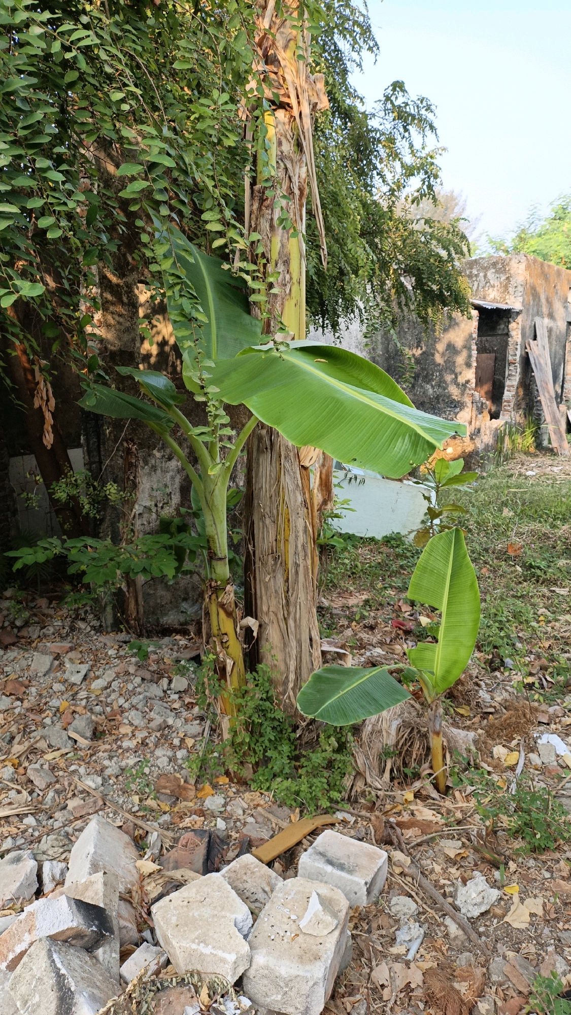In the city of Cikal, Indonesia, this image captures a banana tree with large green leaves, standing amidst overgrown vegetation and debris. The ground is covered with fallen leaves, broken bricks, and other rubble. In the background, a partially constructed or abandoned building with a corrugated metal roof is visible, adding to the scene's dilapidated atmosphere. The sky above is clear and blue, suggesting a sunny day. There are no people or animals present in the image, and the overall impression is one of neglect and natural reclamation of an urban space.