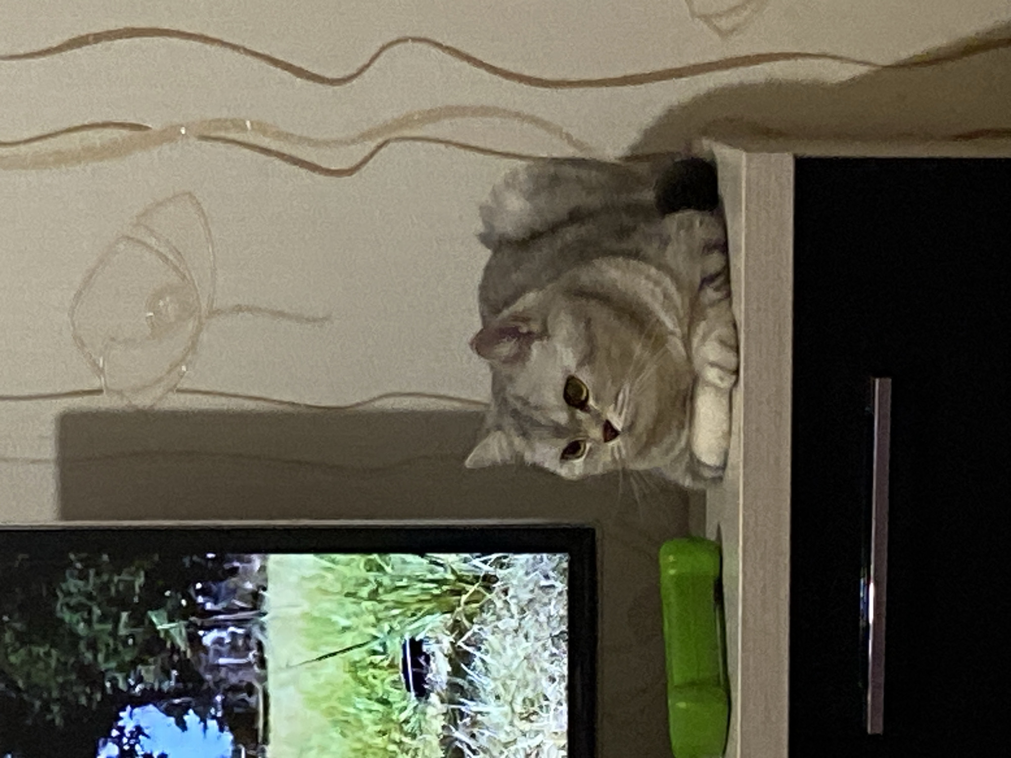 An adult, grey tabby cat with green eyes is sitting on a shelf in front of a television screen. The cat is facing left and is curled into a loaf position with its paws tucked underneath its body. A green, dumbbell-shaped toy is on the shelf to the left of the cat. The television screen displays a nature scene with green grass and trees. The wall behind the cat has a floral pattern. The image was taken in Votkinsk, Russia.