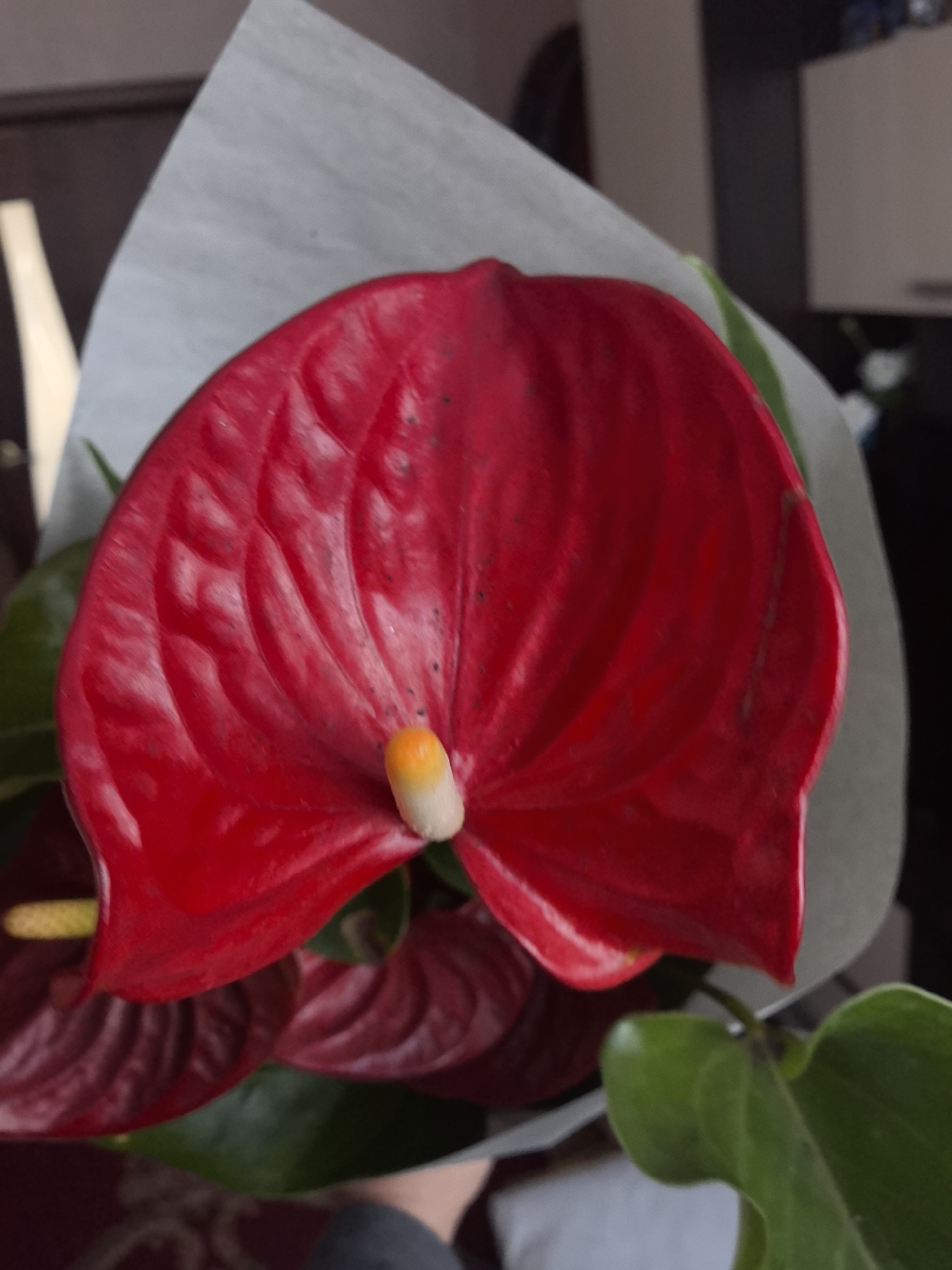 A close-up photograph depicts a vibrant red Anthurium flower, or flamingo flower, as the central subject. The flower displays a glossy, heart-shaped red spathe with a white-to-yellow gradient spadix protruding from its base. Minor dark blemishes are visible on the spathe. Portions of green leaves and additional blurred red Anthurium blooms are present below and around the main flower. The floral arrangement is partially wrapped in light grey, translucent paper. The background is out of focus, showing a dark brown object and a light vertical element on the upper left, and a light-colored rectangular fixture on the upper right, consistent with an indoor setting. The lower foreground reveals a blurred patterned surface, likely a rug, and a section of a limb clothed in dark grey fabric, suggesting a person is holding the flowers. This scene is situated in the city of Sarapul, Russia.