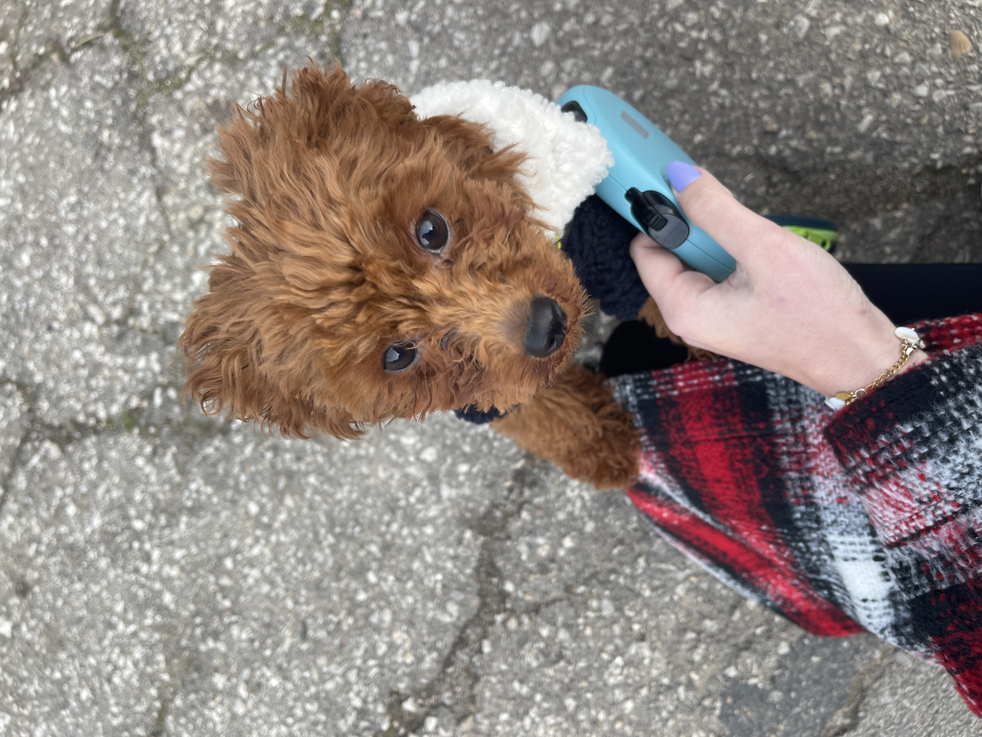 A high-angle shot depicts a brown poodle wearing a white-and-black coat, held on a blue retractable leash by a person. The person's left hand holds the leash, while a red, black, and white plaid jacket covers their arm. The person's wrist is adorned with a gold bracelet. The background is a grey concrete surface. There is no explicit indication that the location is Sofia, Bulgaria.