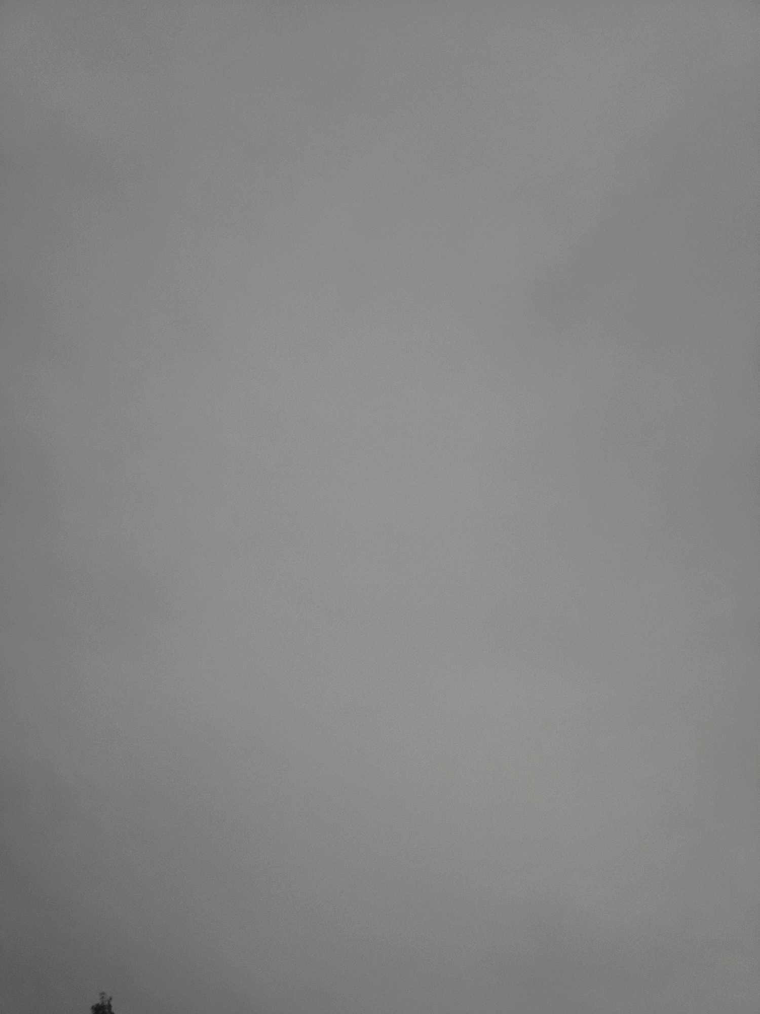 The image displays a dull, overcast sky with a light fog. In the bottom left corner, a small portion of a dark green tree is visible, with its branches extending slightly upwards. The rest of the frame is dominated by the uniform gray of the sky, suggesting a possibly damp or misty atmosphere. No specific urban features or identifiable landmarks are discernible, nor are there any people or animals present. The image appears to be a general landscape shot, with the tree being the only distinct object. No information regarding the specific location within Jelgava, Latvia can be determined from the visual content.