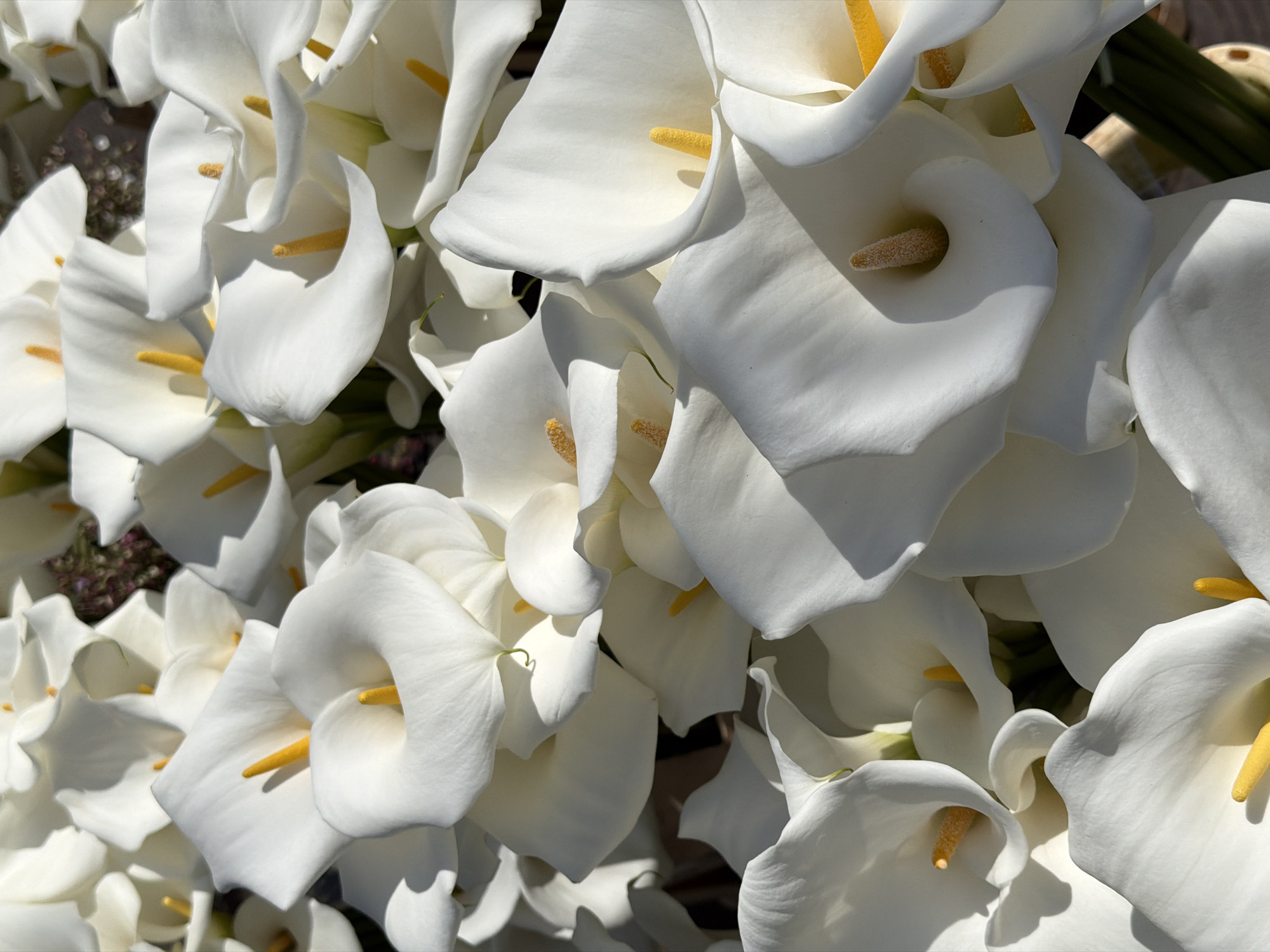 A close-up photograph shows a cluster of white calla lilies. The lilies are in full bloom with their characteristic trumpet-like shape. The central spadix of each flower is a light yellow color. The petals are smooth, reflecting light and creating shadows that add depth to the image. The lilies are tightly packed, obscuring any background details except for some indistinct, blurred green and light purple shapes in the upper left, suggesting foliage and smaller flowers. The location is not discernible based on the image. The specific location in Vracar Urban Municipality, Serbia, cannot be determined.