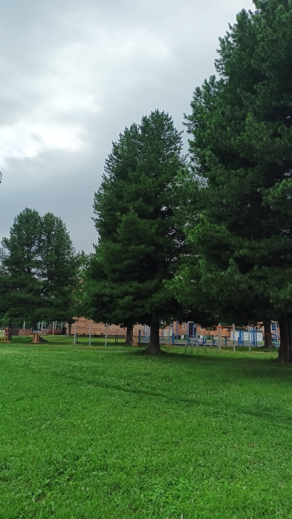 A wide-angle shot captures a grassy field in front of a line of evergreen trees under a cloudy sky. In the foreground, the bright green grass is dotted with small white flowers. Behind the grass, a row of tall, dark green pine trees dominates the mid-ground, their branches dense and full. Beyond the trees, a brick building with visible windows and a section of a blue and yellow playground structure can be seen. The playground includes blue poles and yellow bars, suggesting recreational equipment. The overall atmosphere is calm and serene, with the overcast sky indicating an afternoon on a potentially cool day. The image seems to be taken in a park or outdoor recreational area. There is no visible text in the image. The location context is Abaza, Russia.