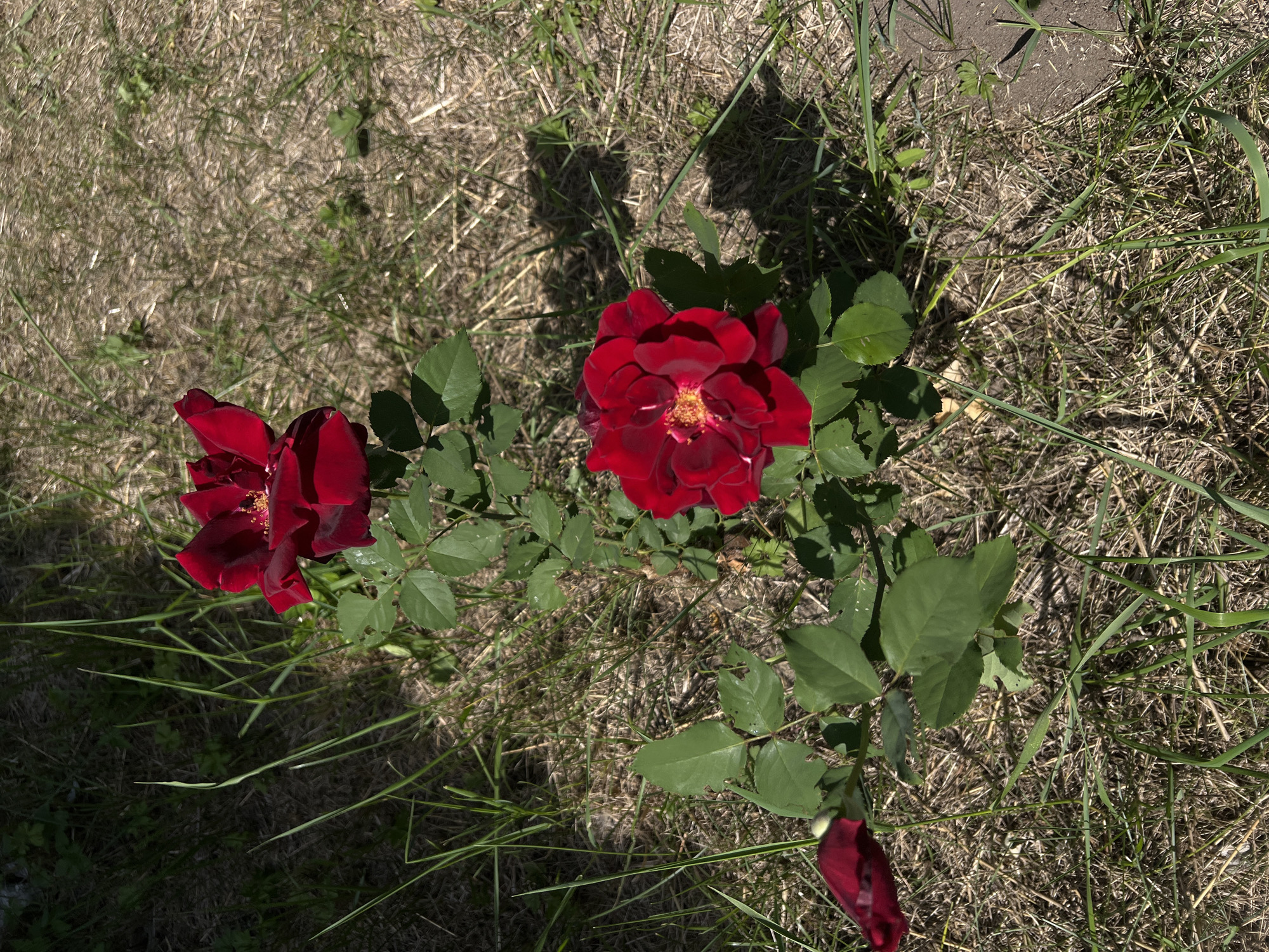 A medium shot captures a rose bush with three red roses and a single red rosebud growing in dry grass under dappled sunlight. Two fully bloomed roses are positioned vertically on the bush, with the lower rose slightly to the right and the upper rose further up and to the left. A single red rosebud is visible on the far left of the frame. The rose bush has green leaves with some visible damage. The background consists of dry, light-brown grass and some shadows from the foliage. The scene is outdoors with no people present, set in an environment that appears to be a garden or park in a city, though the specific city and location are unknown.