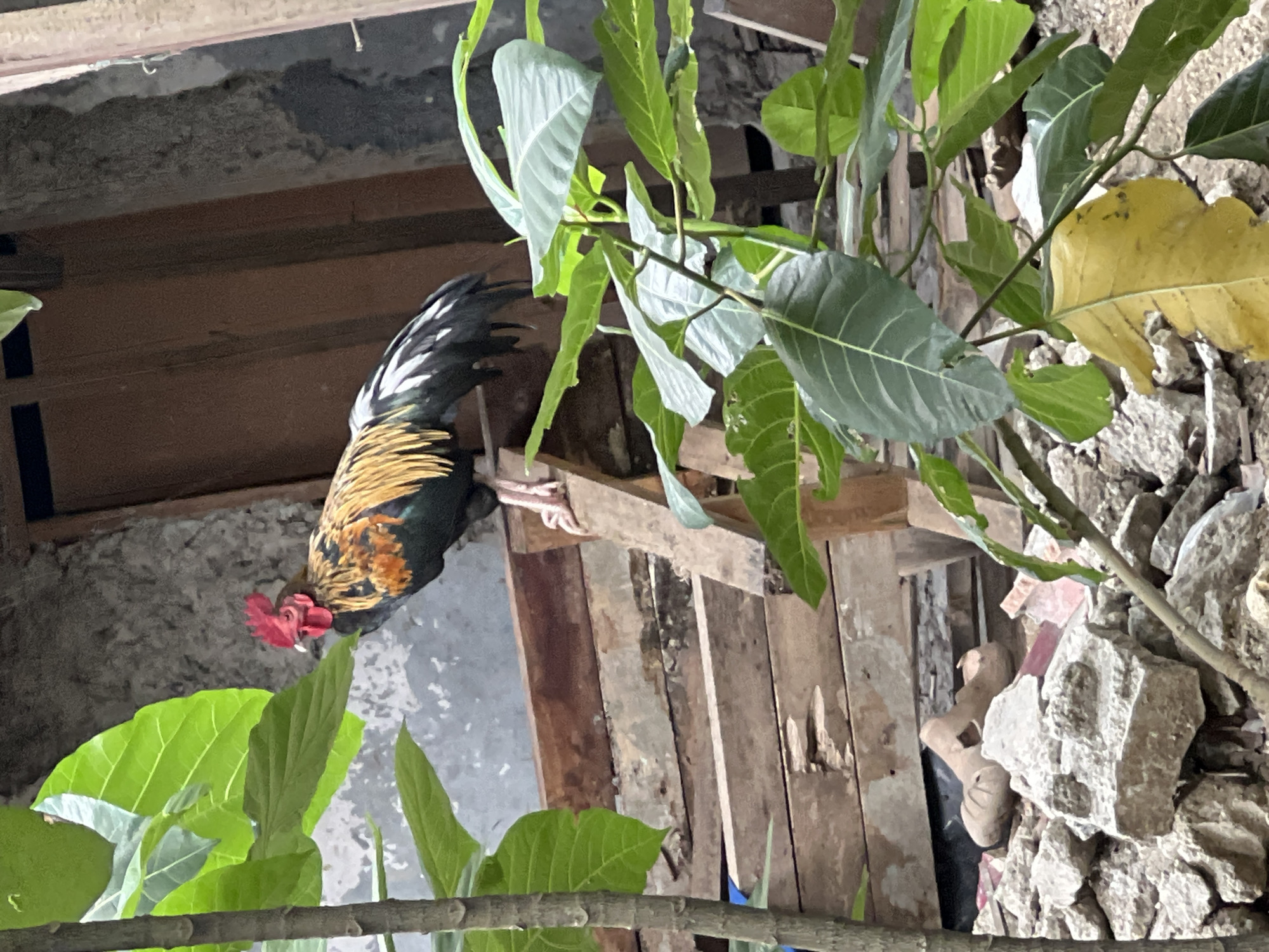 A rooster stands on a wooden structure, possibly a makeshift ladder, in a cluttered outdoor area. The rooster has black, green, and golden plumage, with a red comb and wattle. In the foreground, lush green leaves partially obscure the view, with some yellowing leaves also present. Behind the rooster, a weathered wooden wall and a rough concrete wall are visible. The ground below is covered with debris, including rocks and what appear to be discarded footwear. The scene suggests a rustic or undeveloped environment, possibly a backyard or an alley in Klapanunggal, Indonesia.