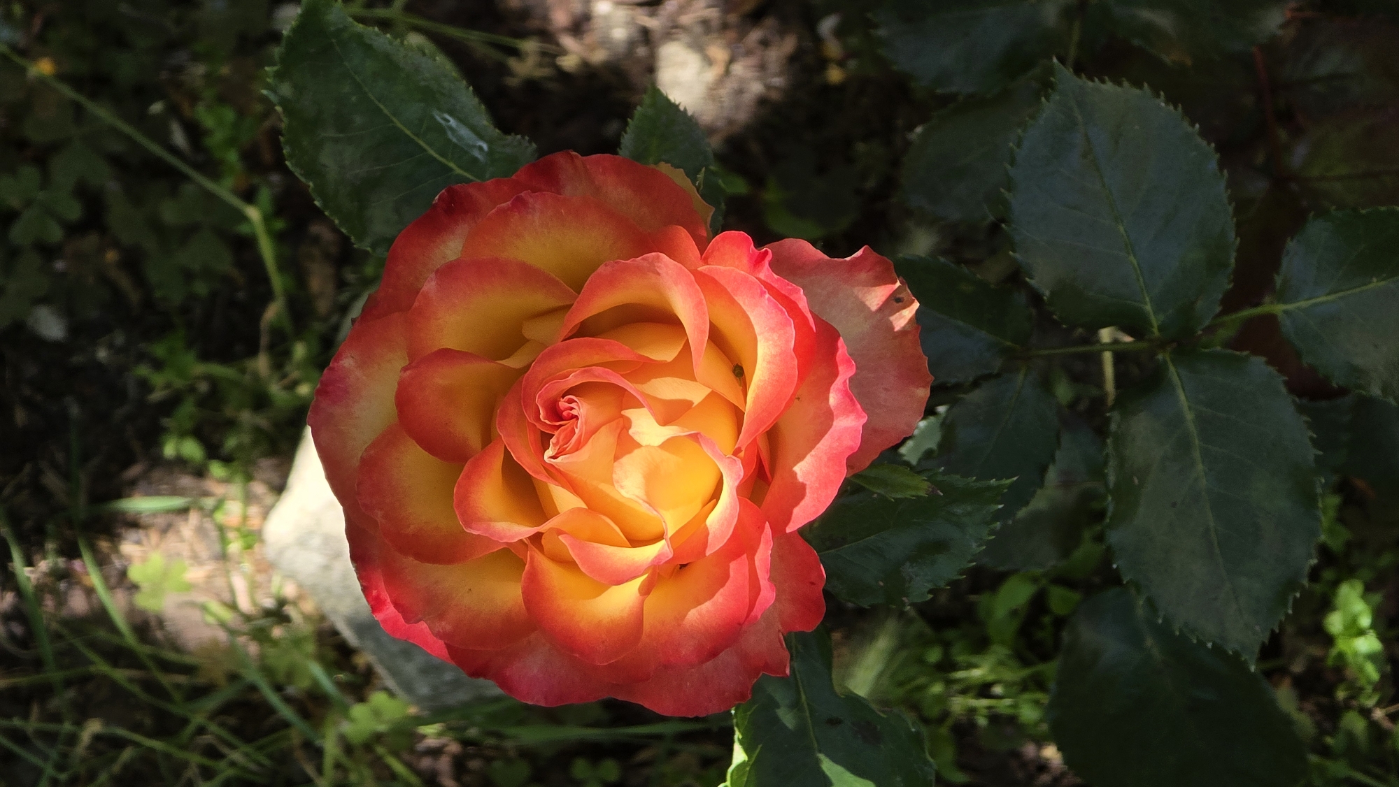 A close-up shot captures a vibrant rose with petals transitioning from a deep yellow center to fiery red edges. The rose is positioned in the foreground, with its intricate layers and delicate texture clearly visible. Behind the bloom, lush green leaves of the rose plant form a natural backdrop. The background is a blurred mix of dark earth, greenery, and dappled sunlight, suggesting an outdoor setting. A light-colored rock is partially visible in the upper left quadrant of the image, nestled amongst the foliage. The scene is likely located in Rudnik, Bulgaria, given the context.